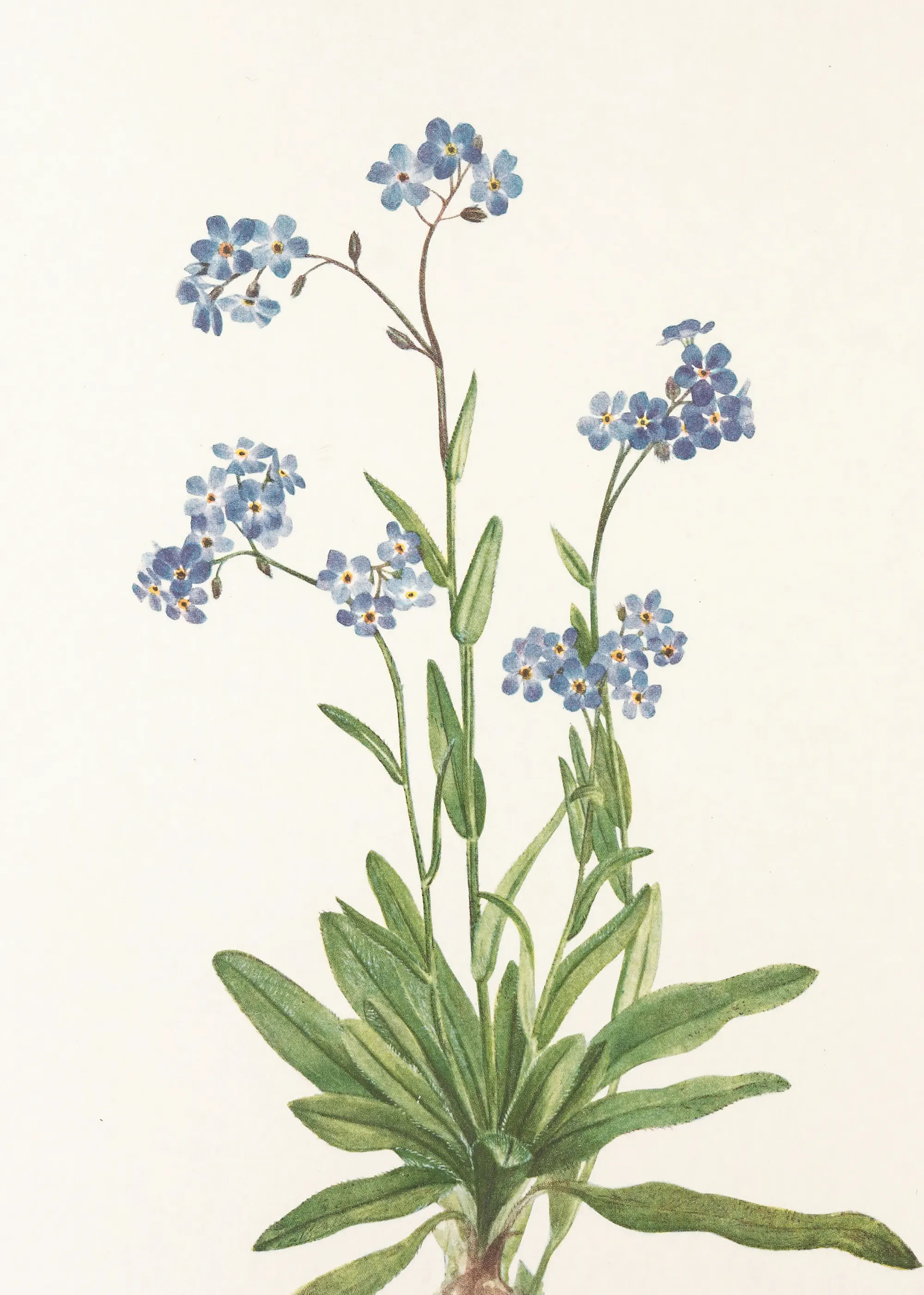 Mary Vaux Walcott - Alpine Forget-me-not From North American Wildflowers (1925) By Mary Vaux Walcott Poster 0