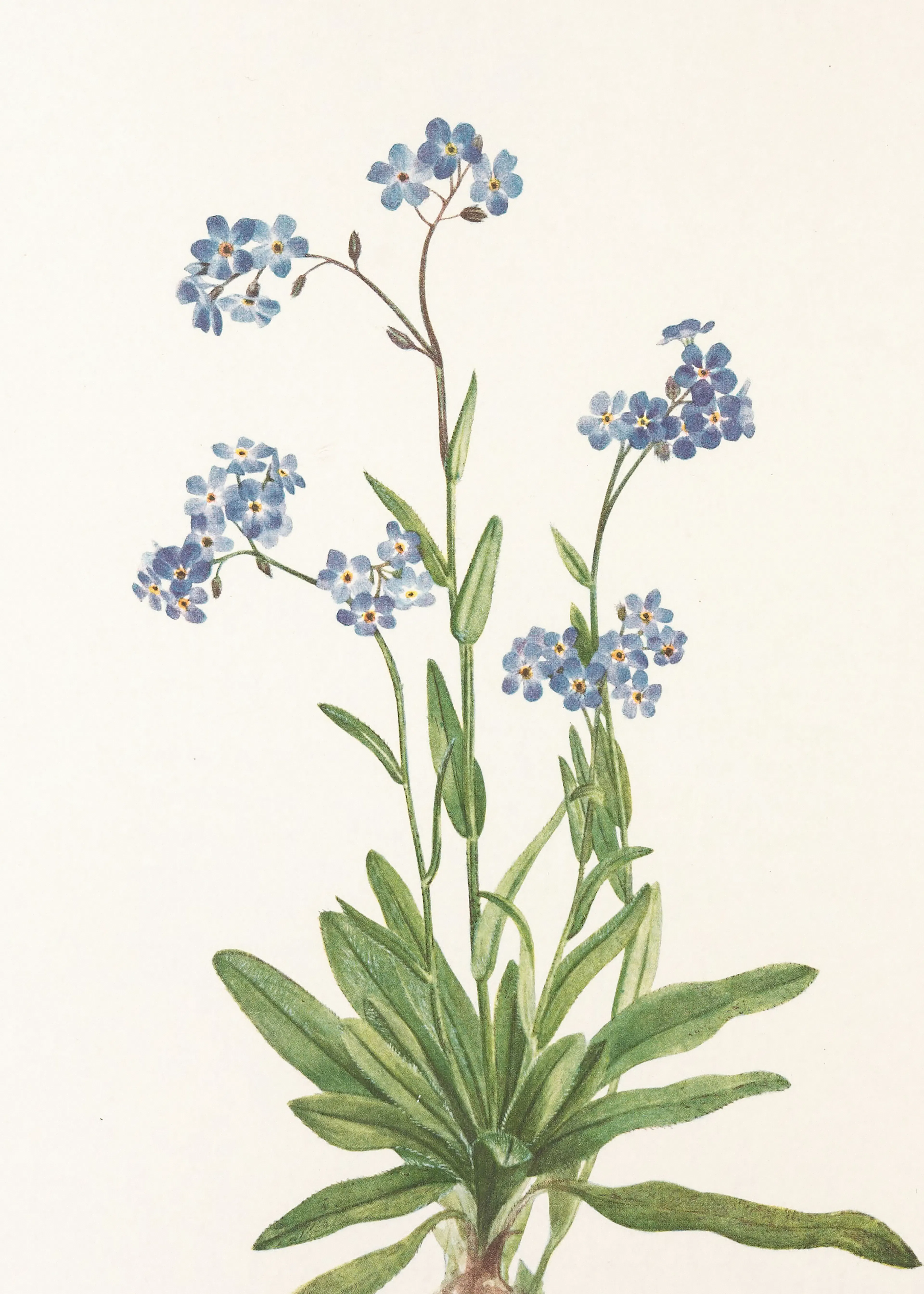 Mary Vaux Walcott - Alpine Forget-me-not From North American Wildflowers (1925) By Mary Vaux Walcott Poster 0