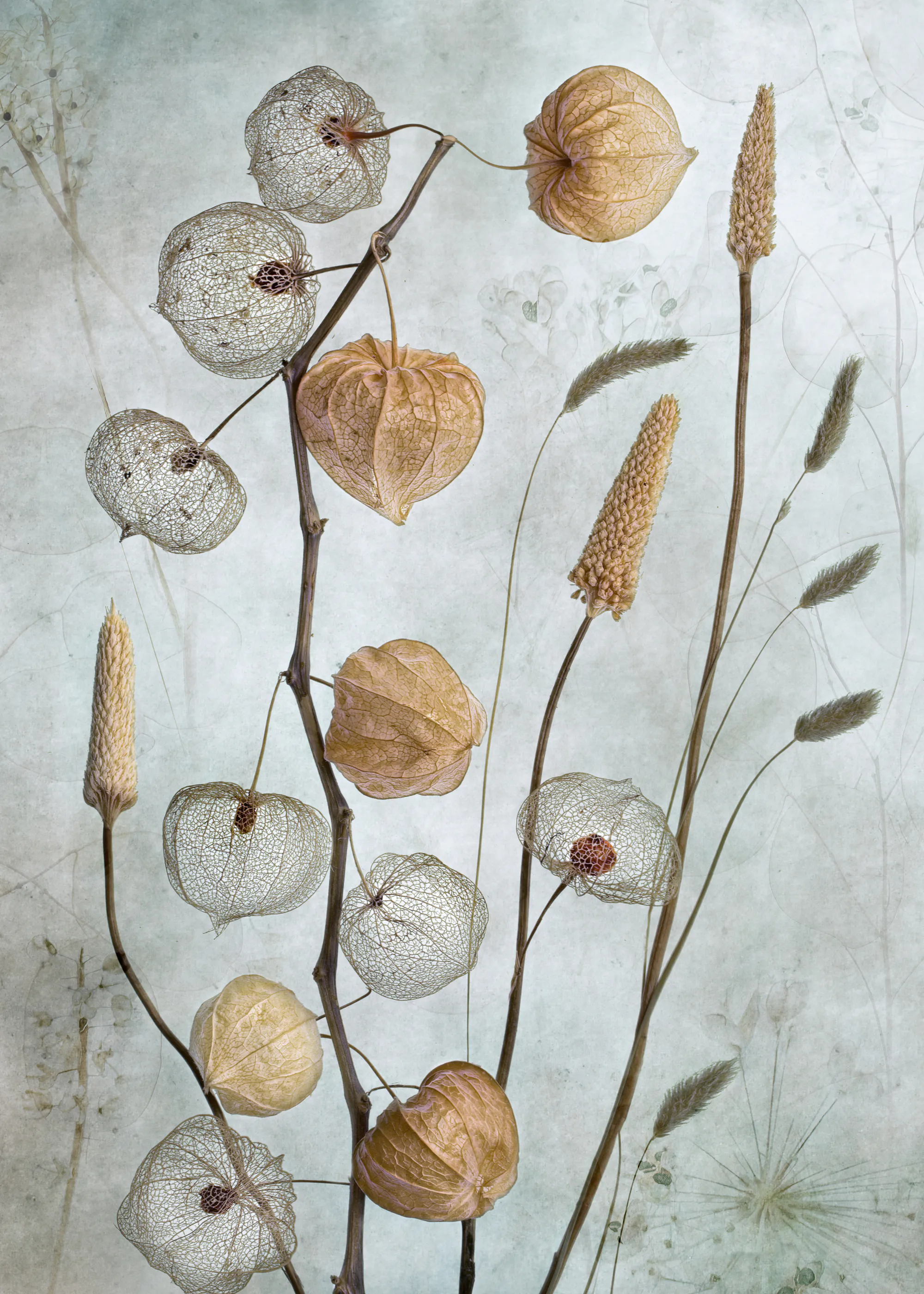 Mandy Disher - Lanterns* Print 0