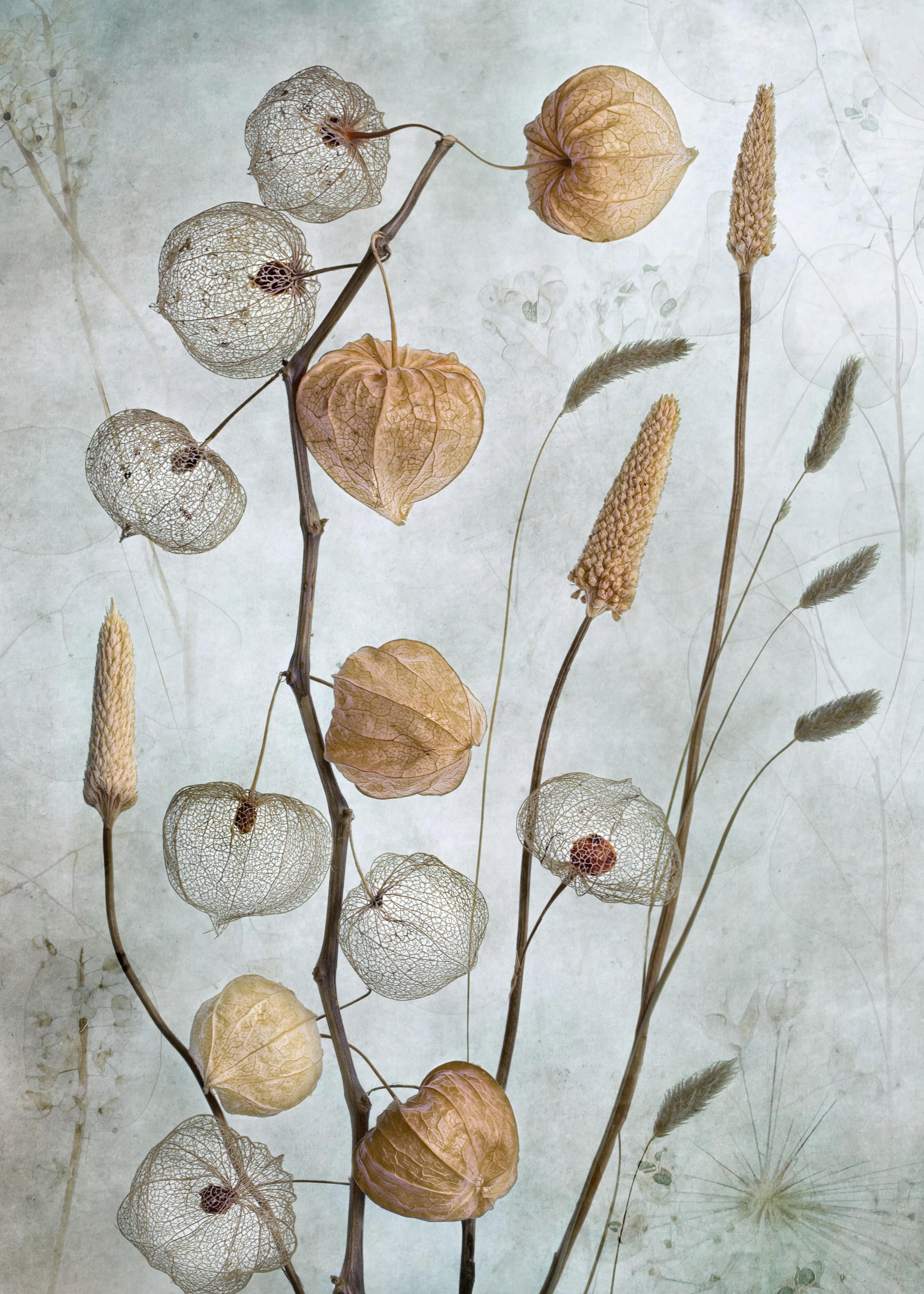 Mandy Disher - Lanterns* Print 0