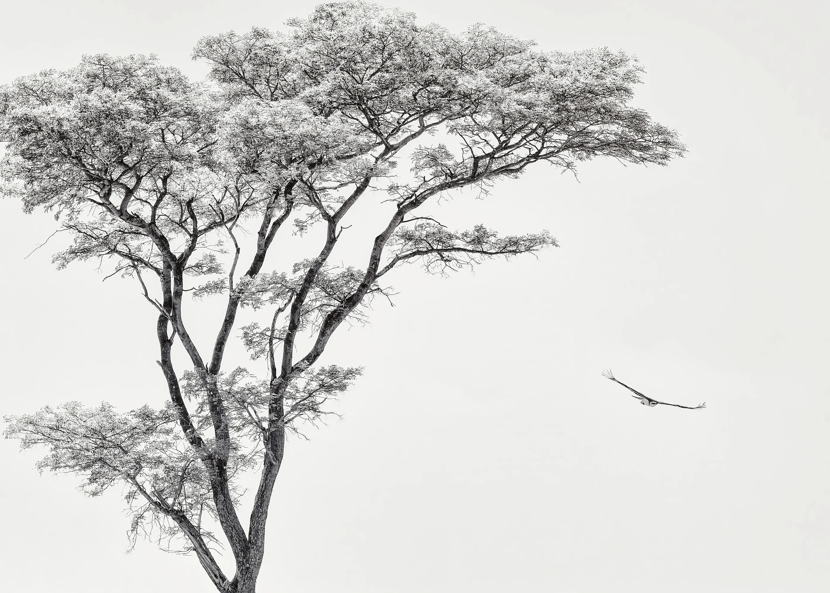 Piet Flour - Arbre et Vol d'Oiseau Poster 0