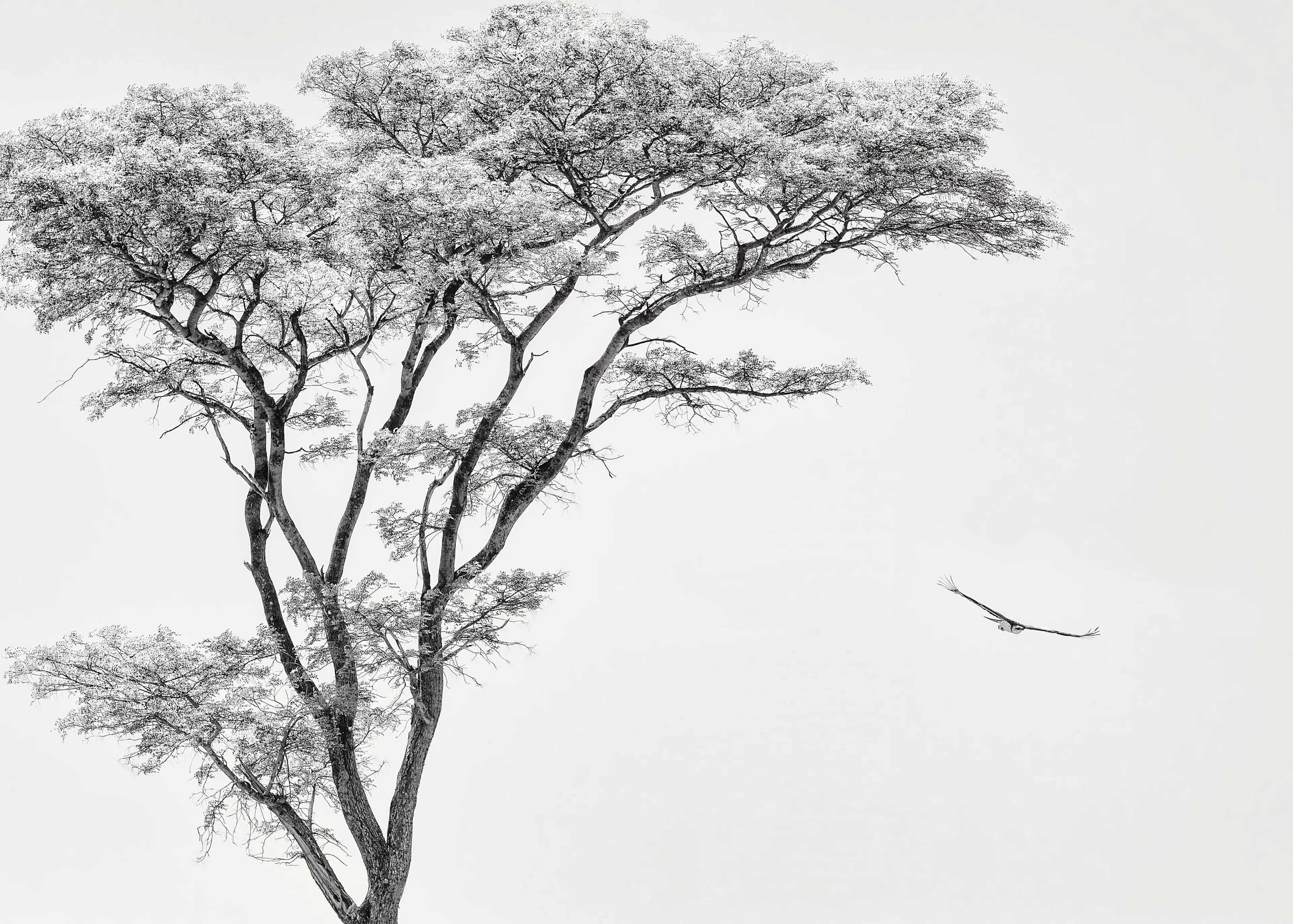 Piet Flour - Arbre et Vol d'Oiseau Poster 0