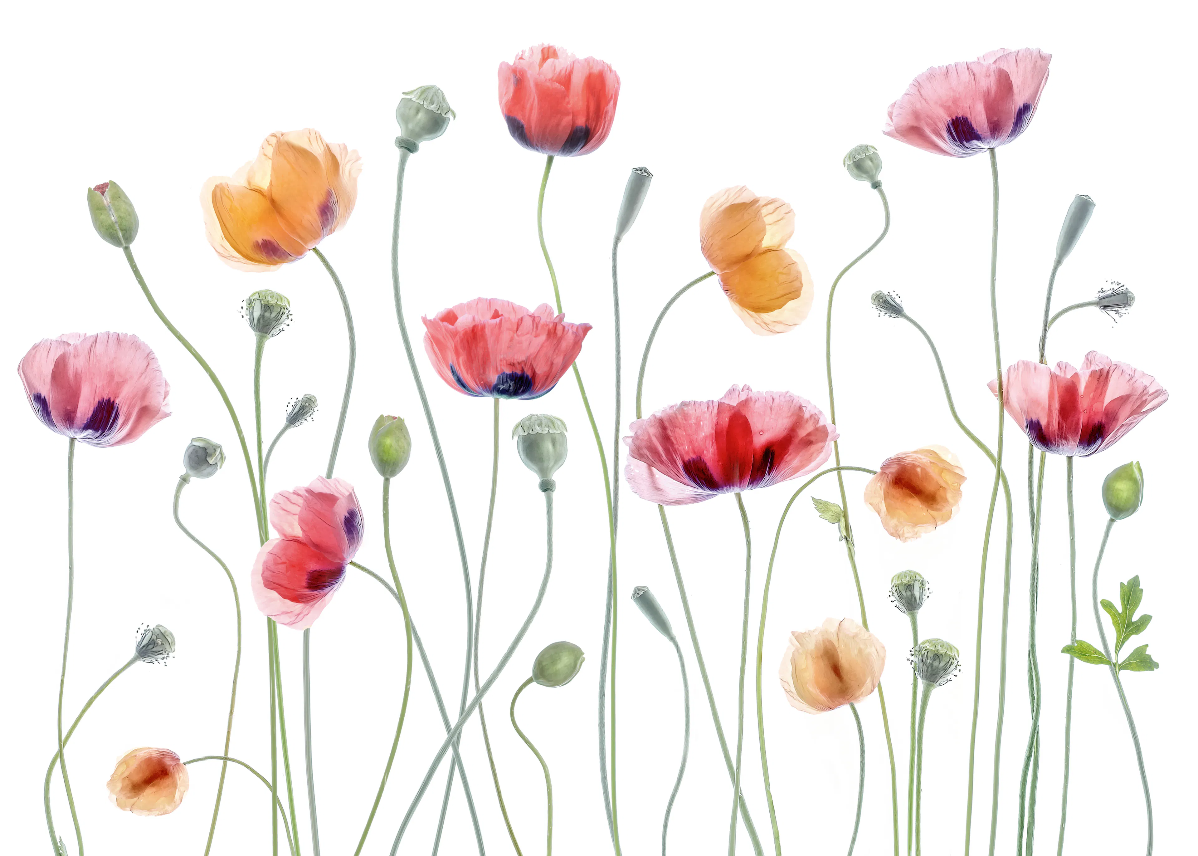 Mandy Disher - Papaver party Print 0