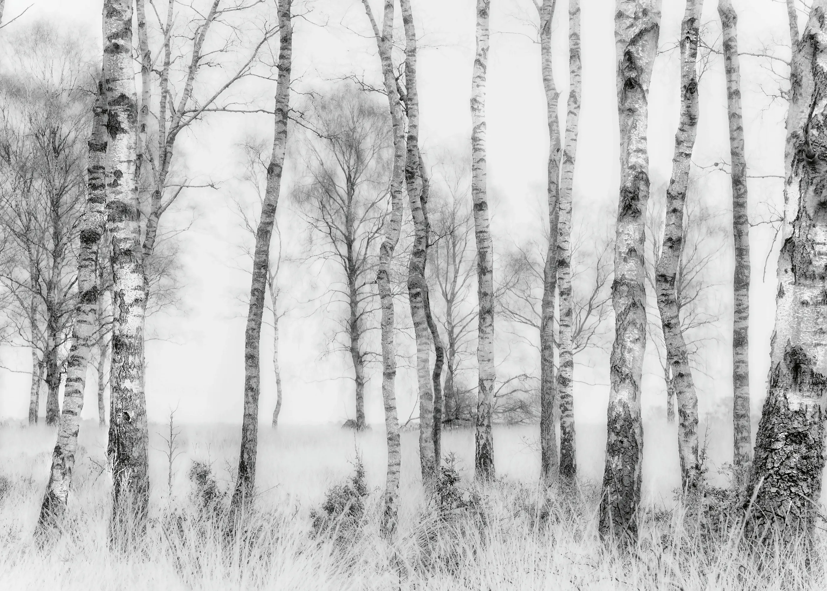 Nel Talen - Black and white Poster 0