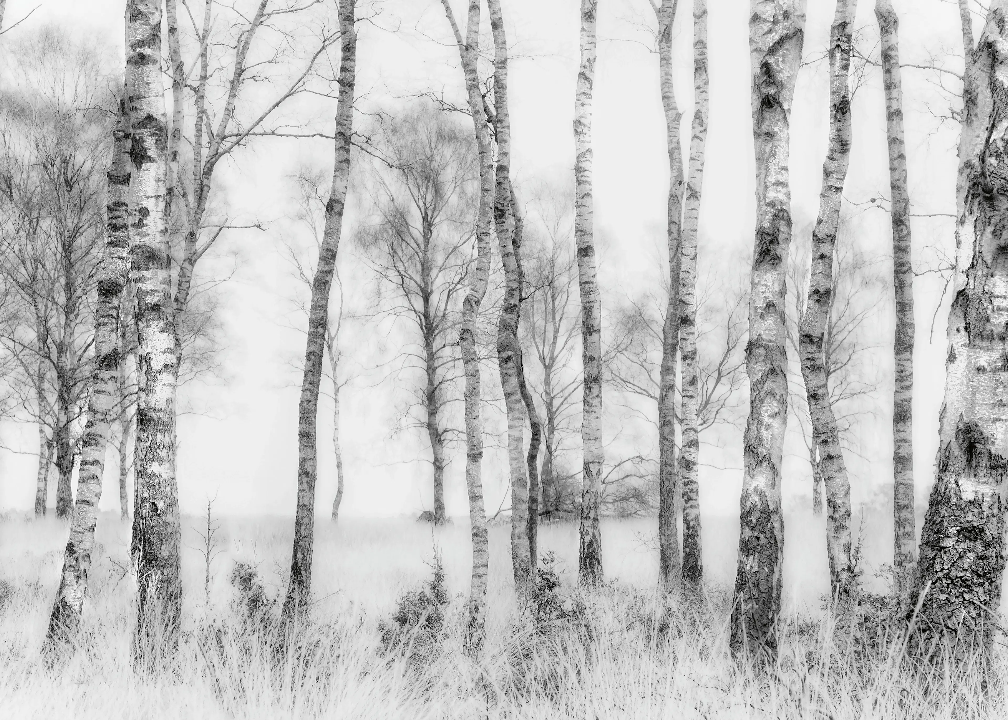 Nel Talen - Black and white Poster 0