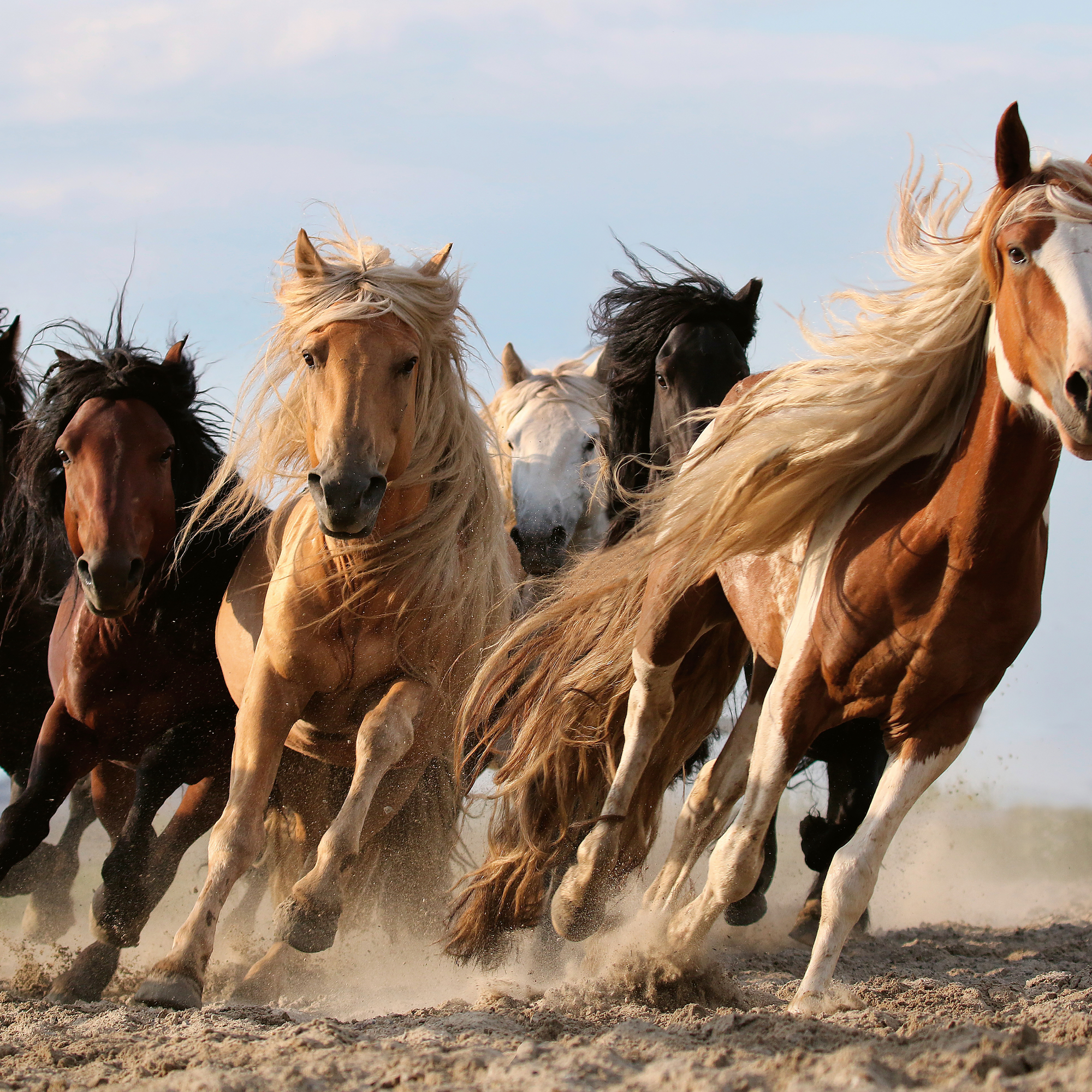 Adam Wong - Wild Horses Run Free Poster