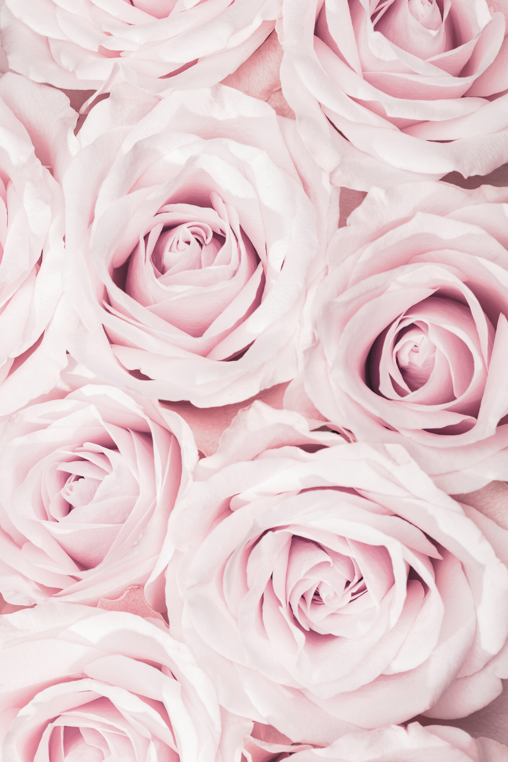 ALBA ROSA ポスター 縦84cm×横59cm Pictufy Studio III - Soft Pink Roses Poster