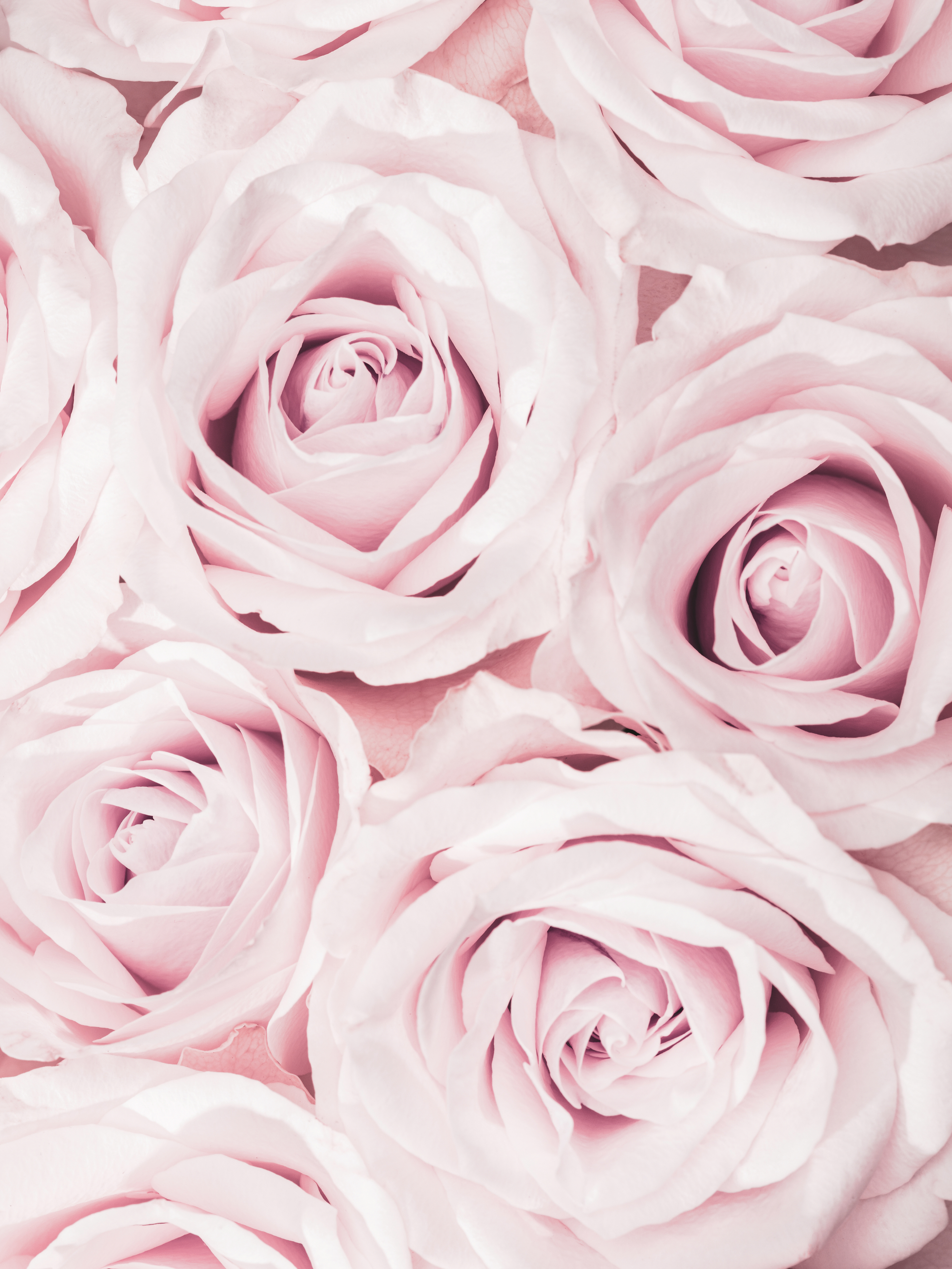 Pictufy Studio III - Soft Pink Roses Poster