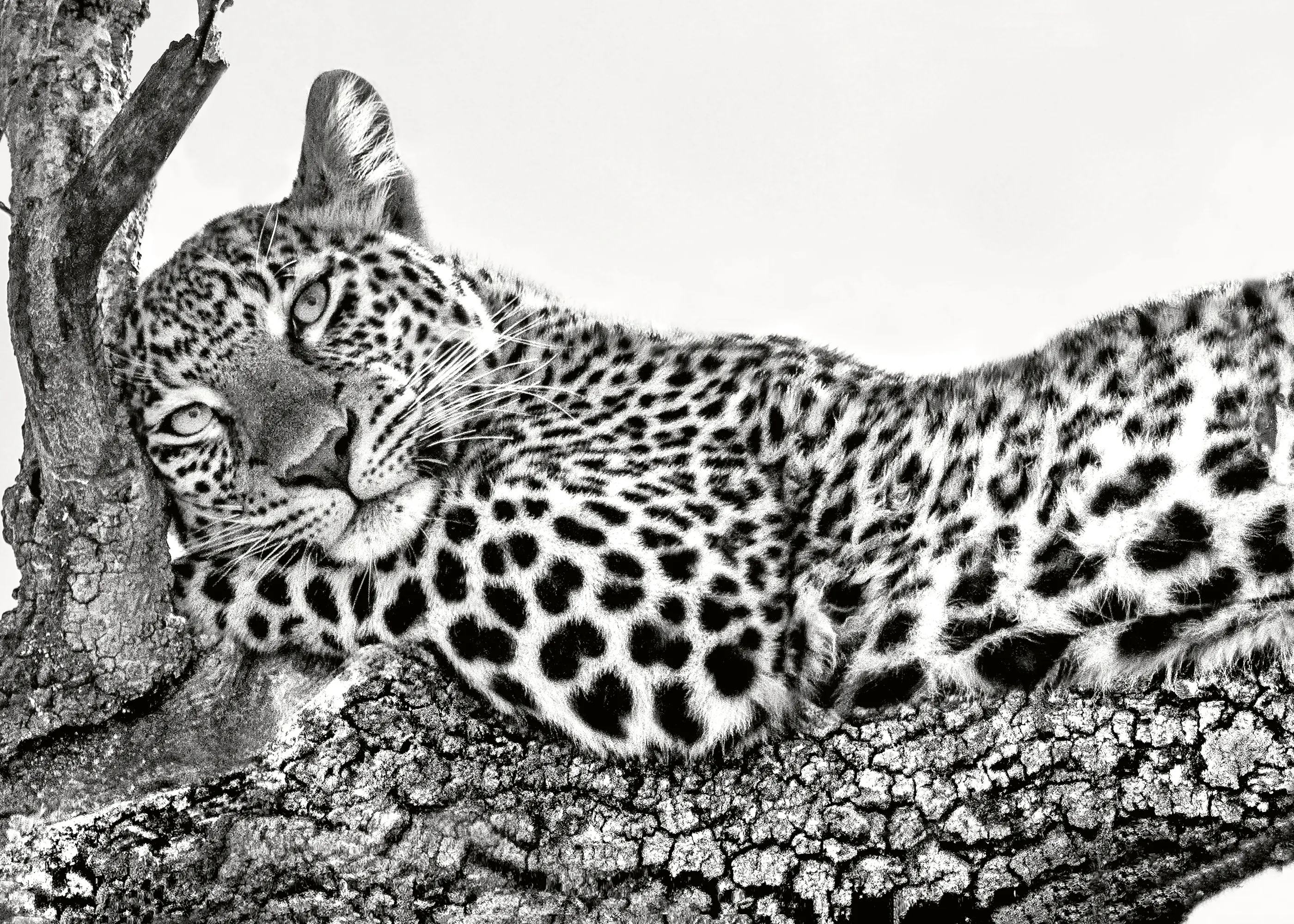 Xavier Ortega - Lugn väktande leopard poster 0