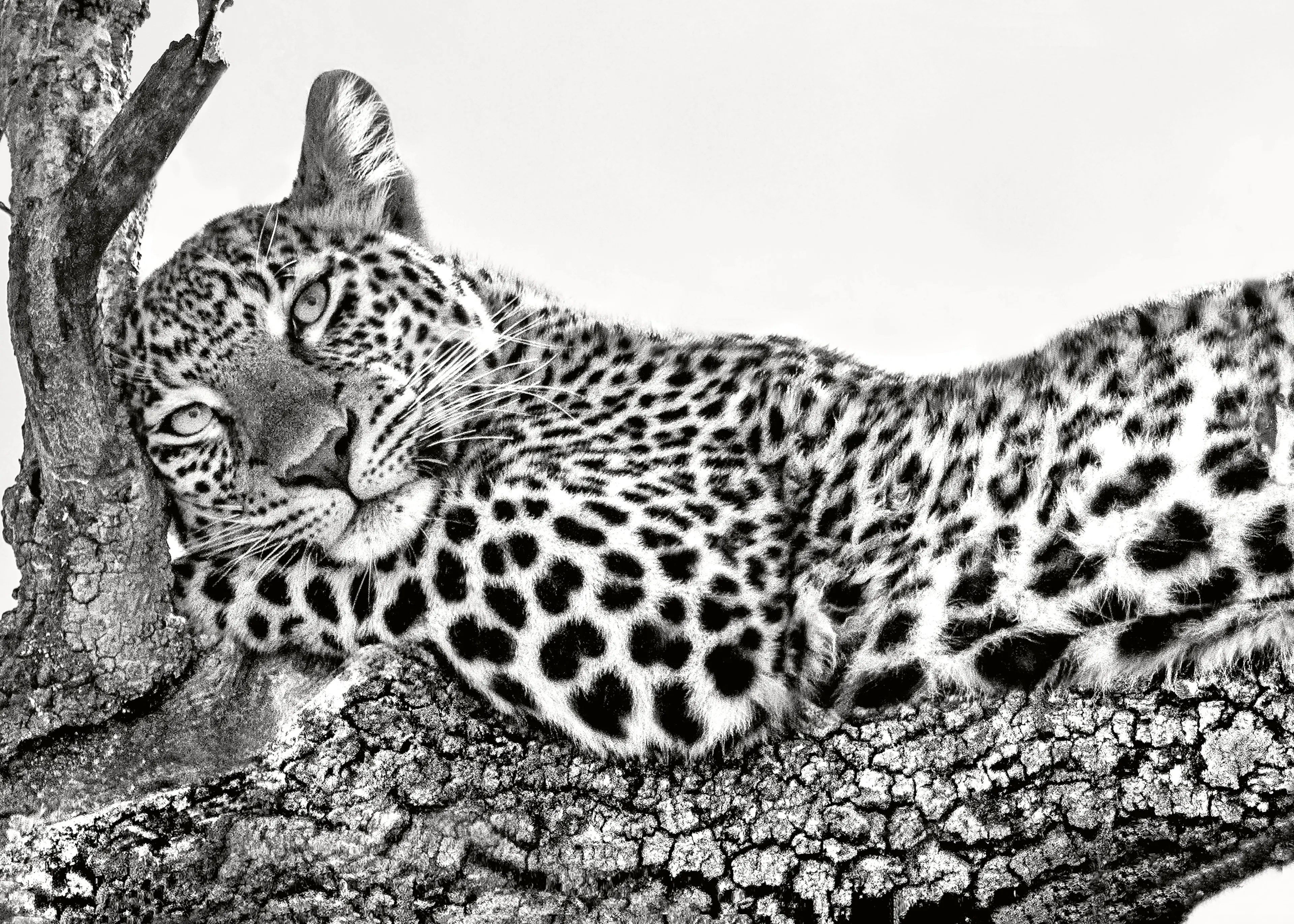 Xavier Ortega - Lugn väktande leopard poster 0