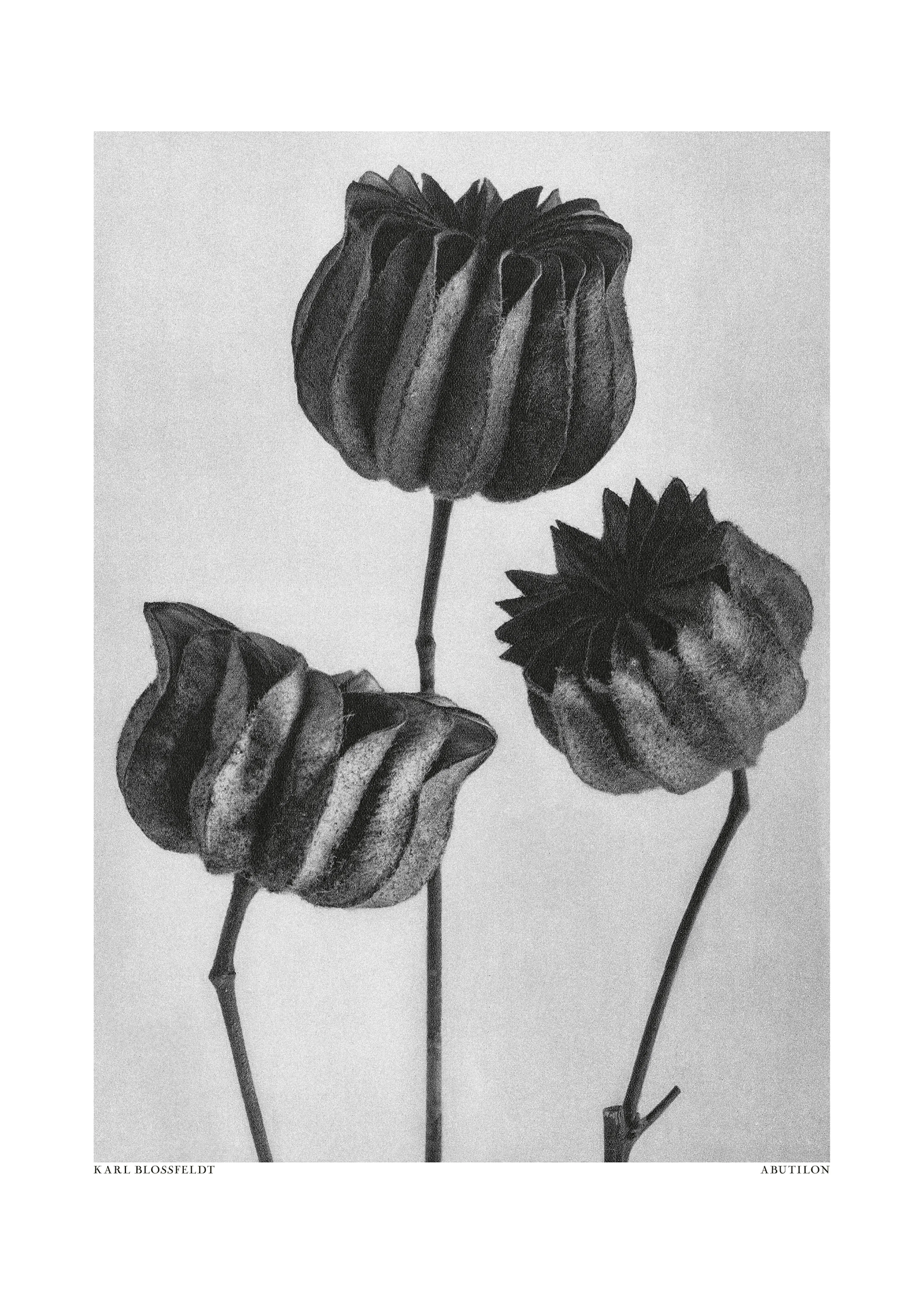 Karl Blossfeldt - Abutilon (Malwa wapienna) Plakat 0
