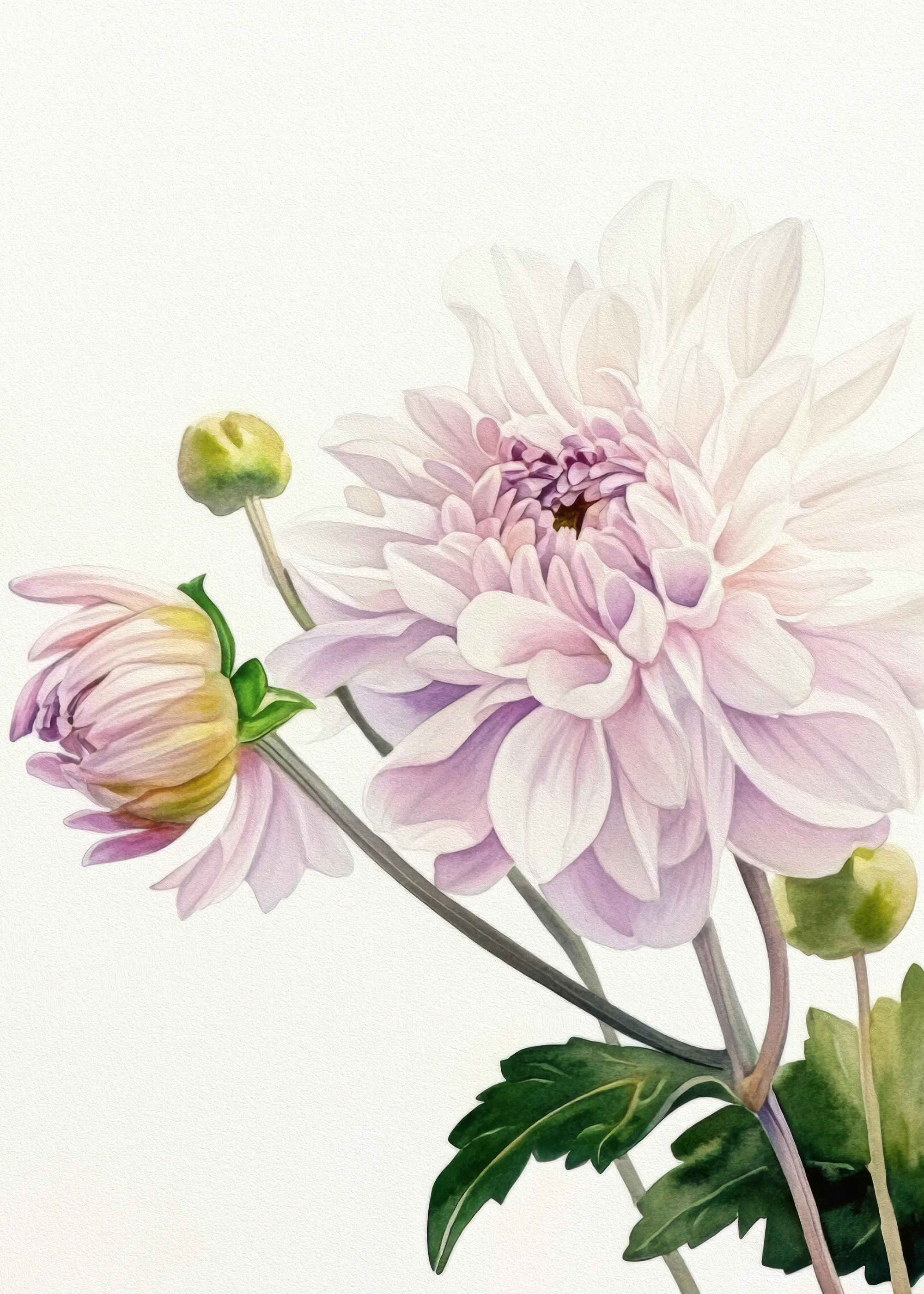 Bilge Paksoylu - Zarte Dahlienblüten Poster 0
