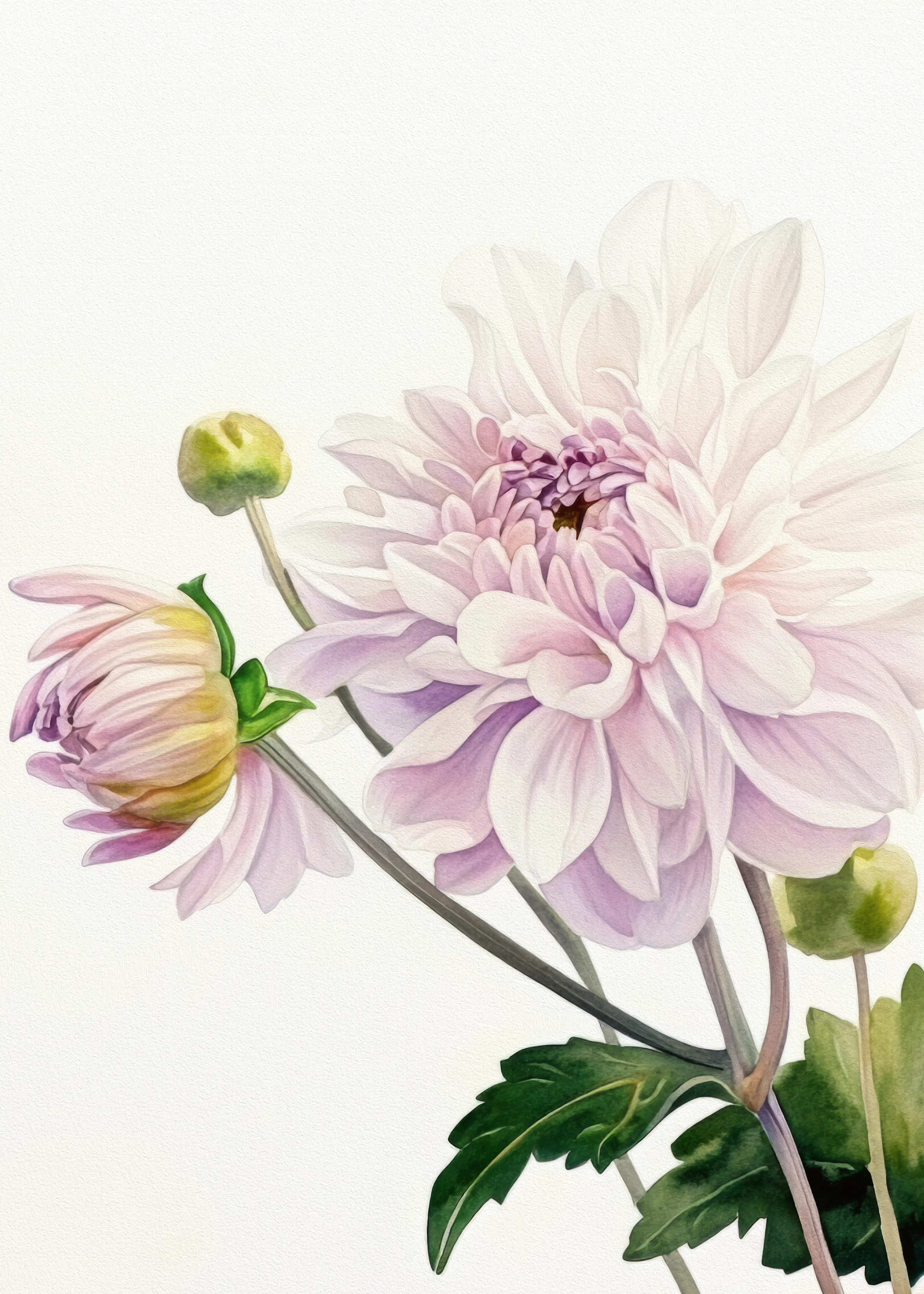 Bilge Paksoylu - Delicate Dahlia Blossoms Poster 0