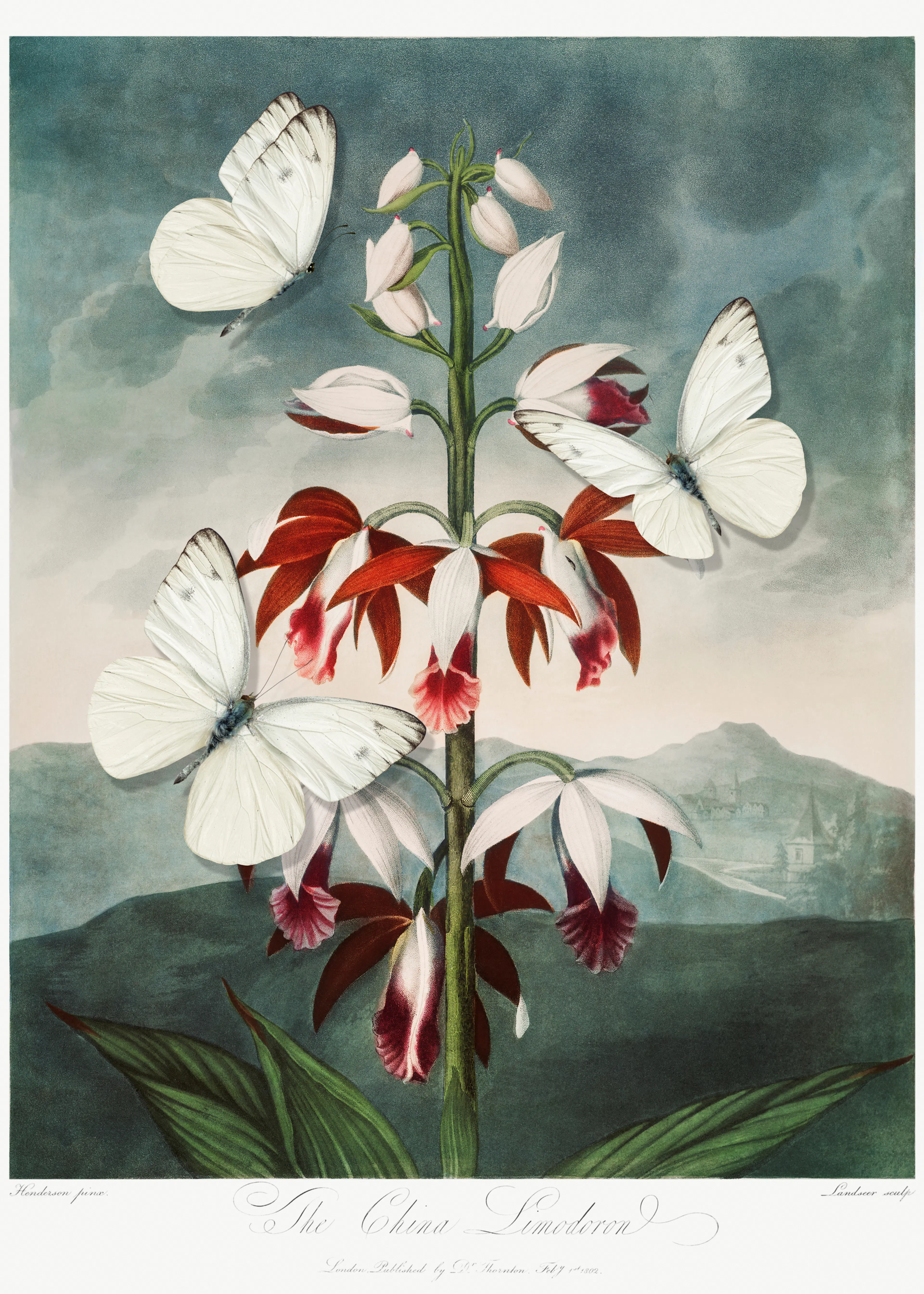 Marja van den Hurk - White Butterflies Red Orchids Poster 0
