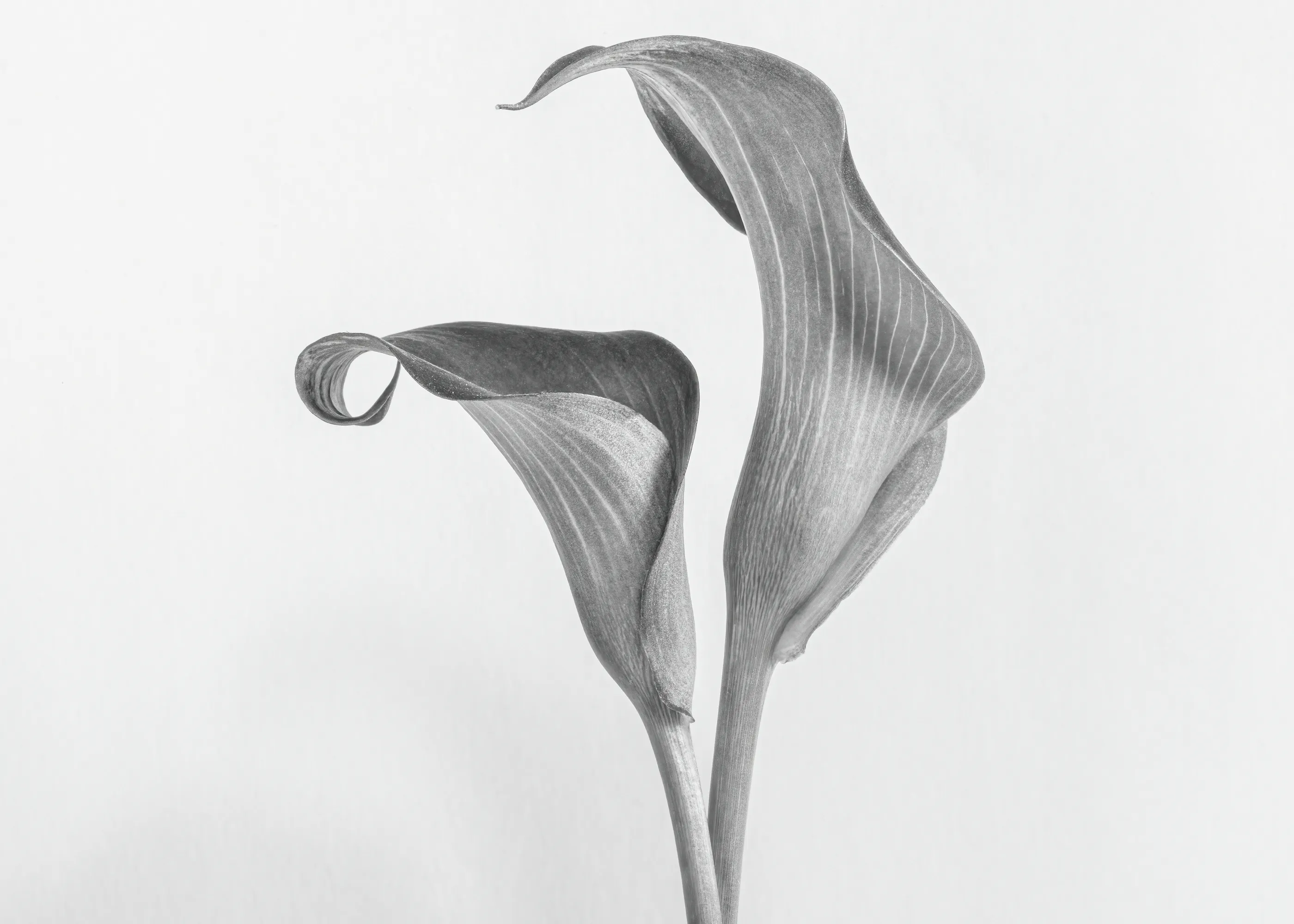 Lisa Zhang - Calas elegantes Póster 0