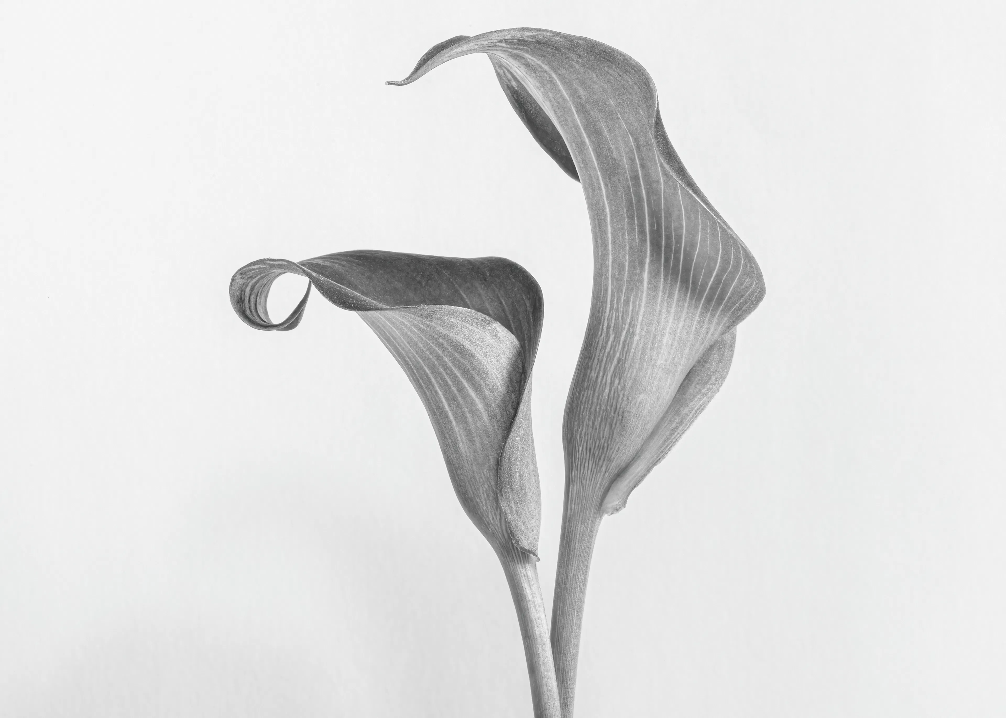 Lisa Zhang - Calas elegantes Póster 0