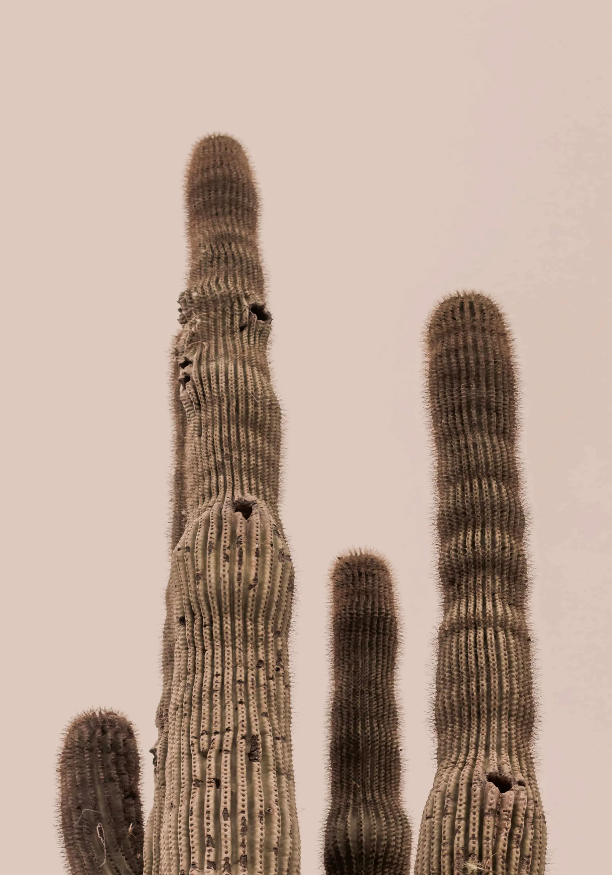 Stephanie Klatt - Grands Cactus Saguaro Poster 0