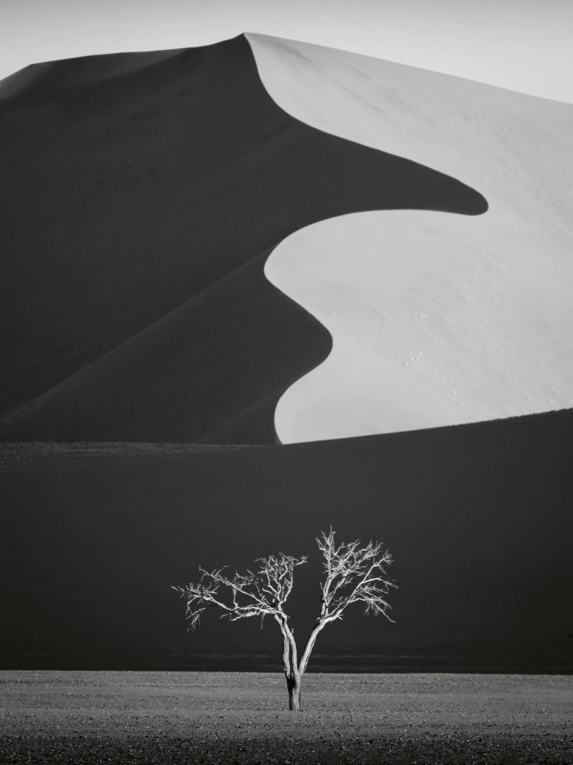 Yun Gong - Dune Désertique Arbre Solitaire Affiche 0