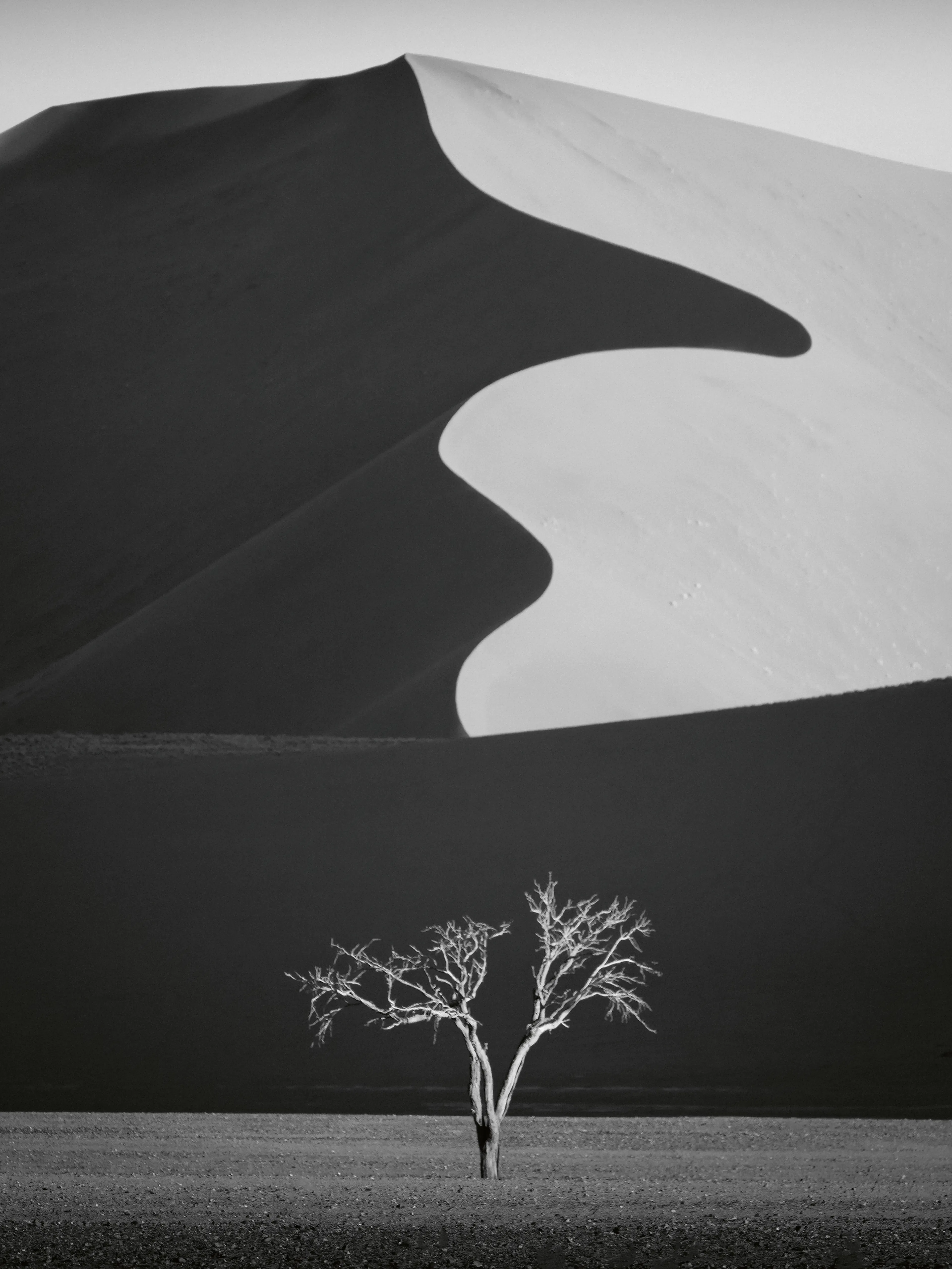 Yun Gong - Dune Désertique Arbre Solitaire Affiche 0