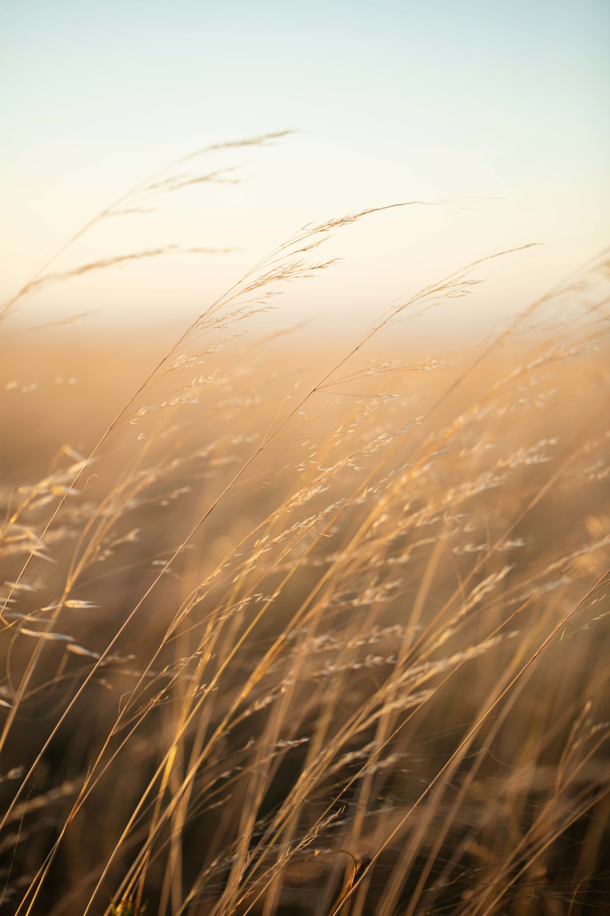 Javier Pardina - Golden Hour Grass Poster