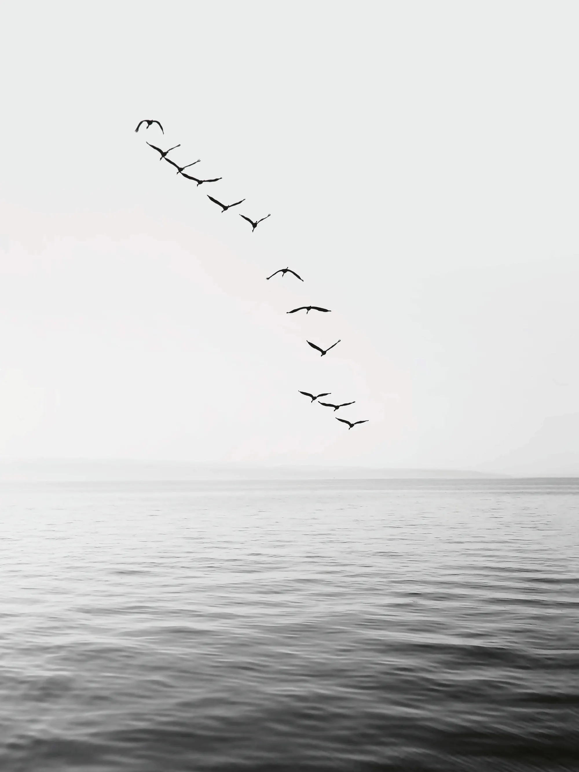 Kathrin Pienaar - Oiseaux en Vol No2 Affiche 0