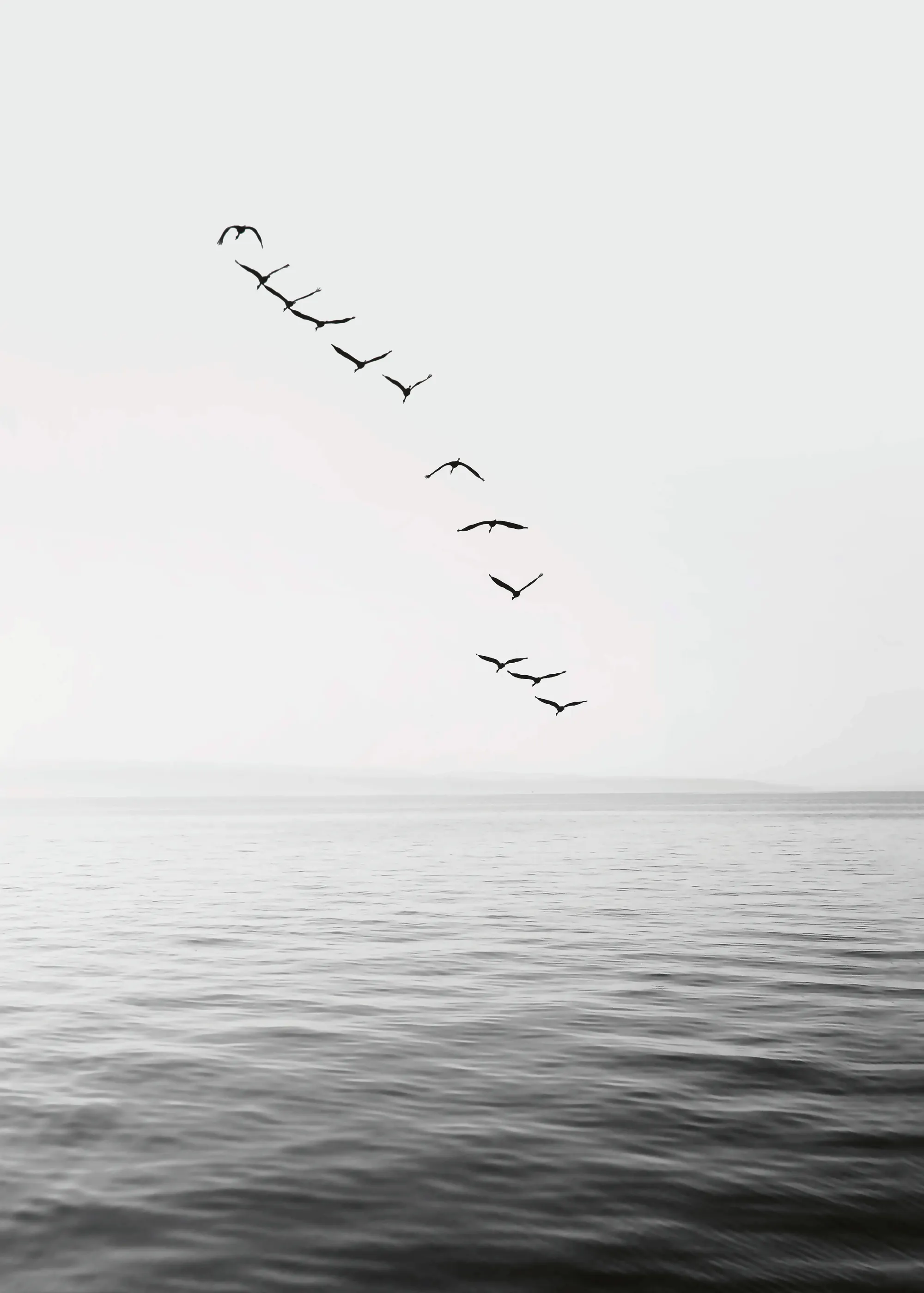 Kathrin Pienaar - Flying Birds No2 Poster 0