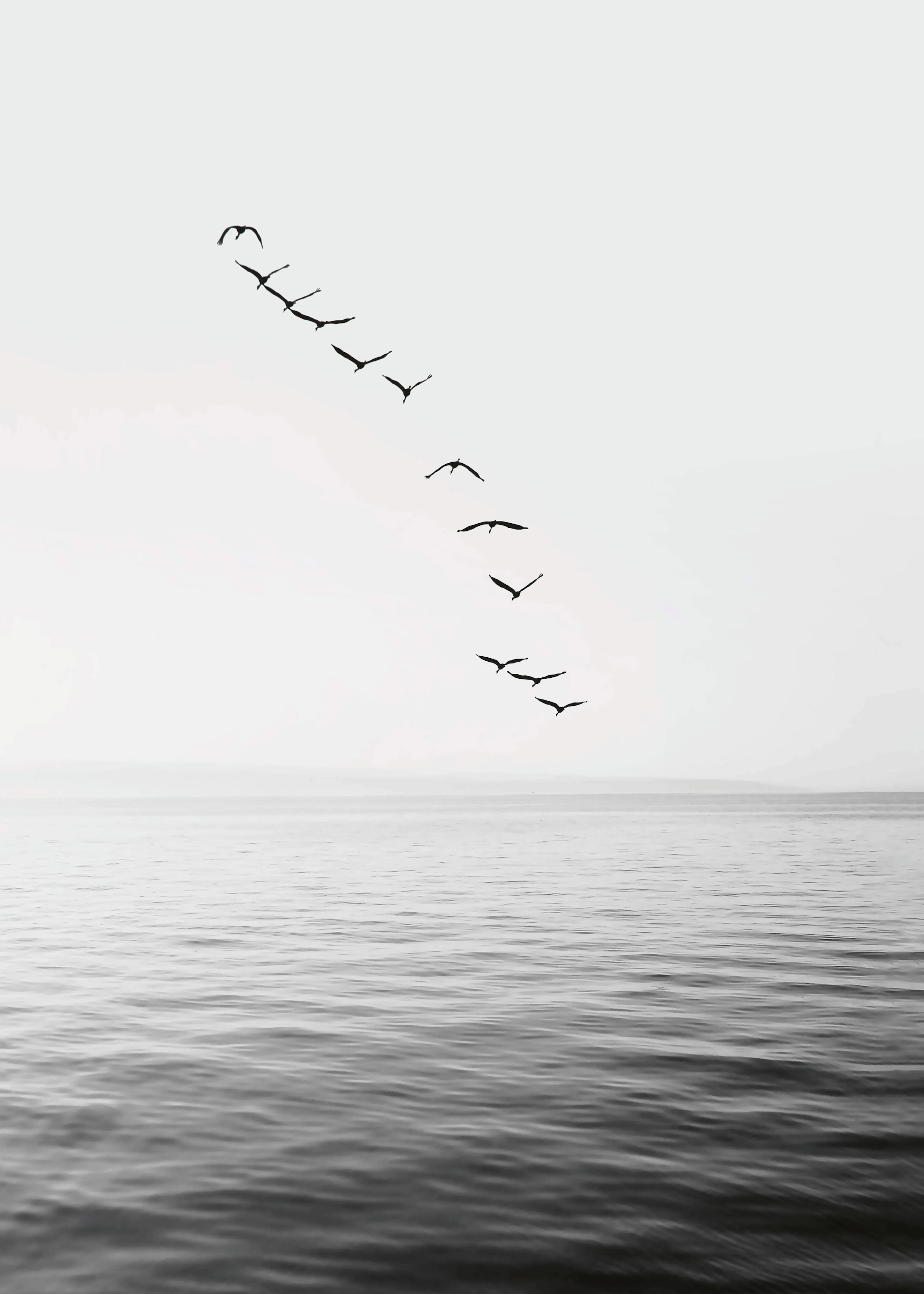 Kathrin Pienaar - Flying Birds No2 Poster 0