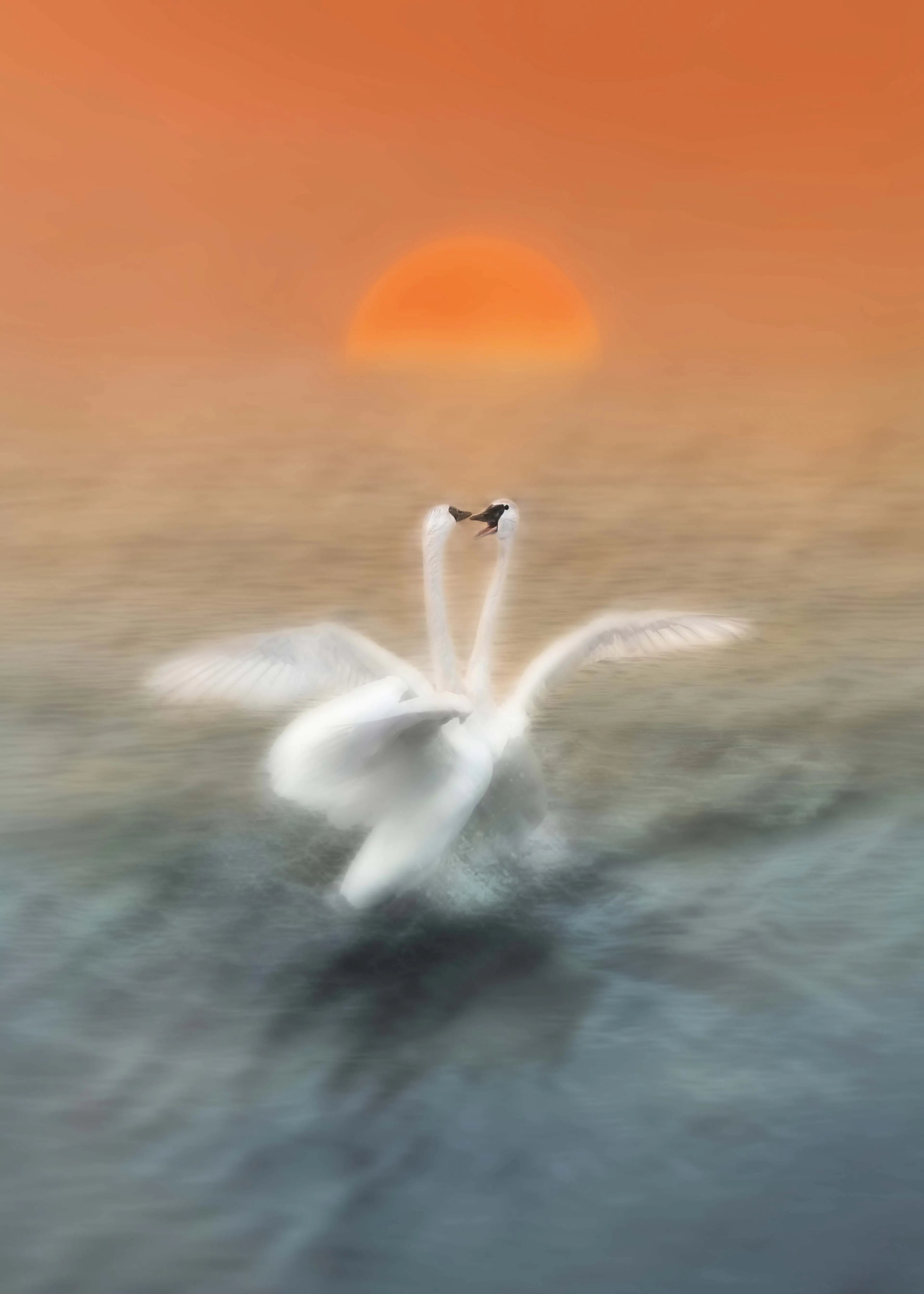 Hui - Romantic Swans Sunset Poster 0