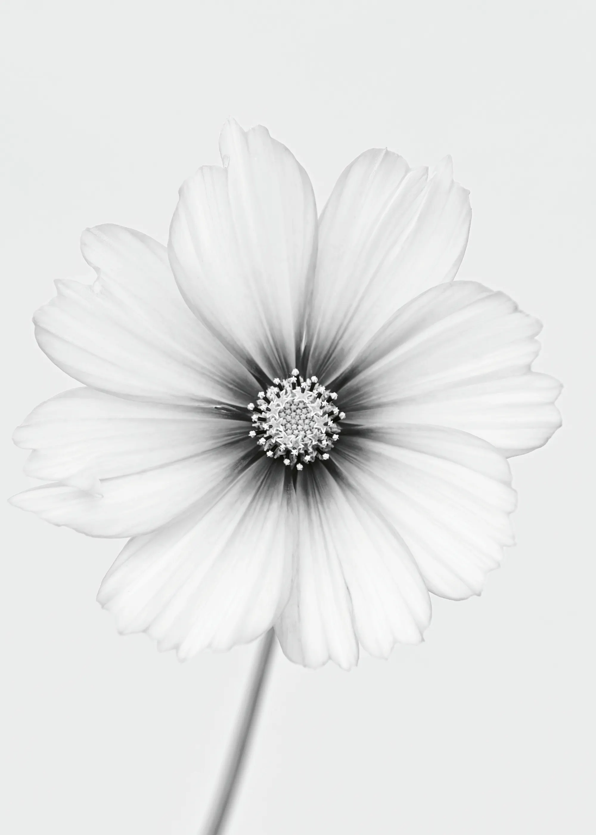 Lotte Grønkjær - Elegante Floración Cósmica Póster 0