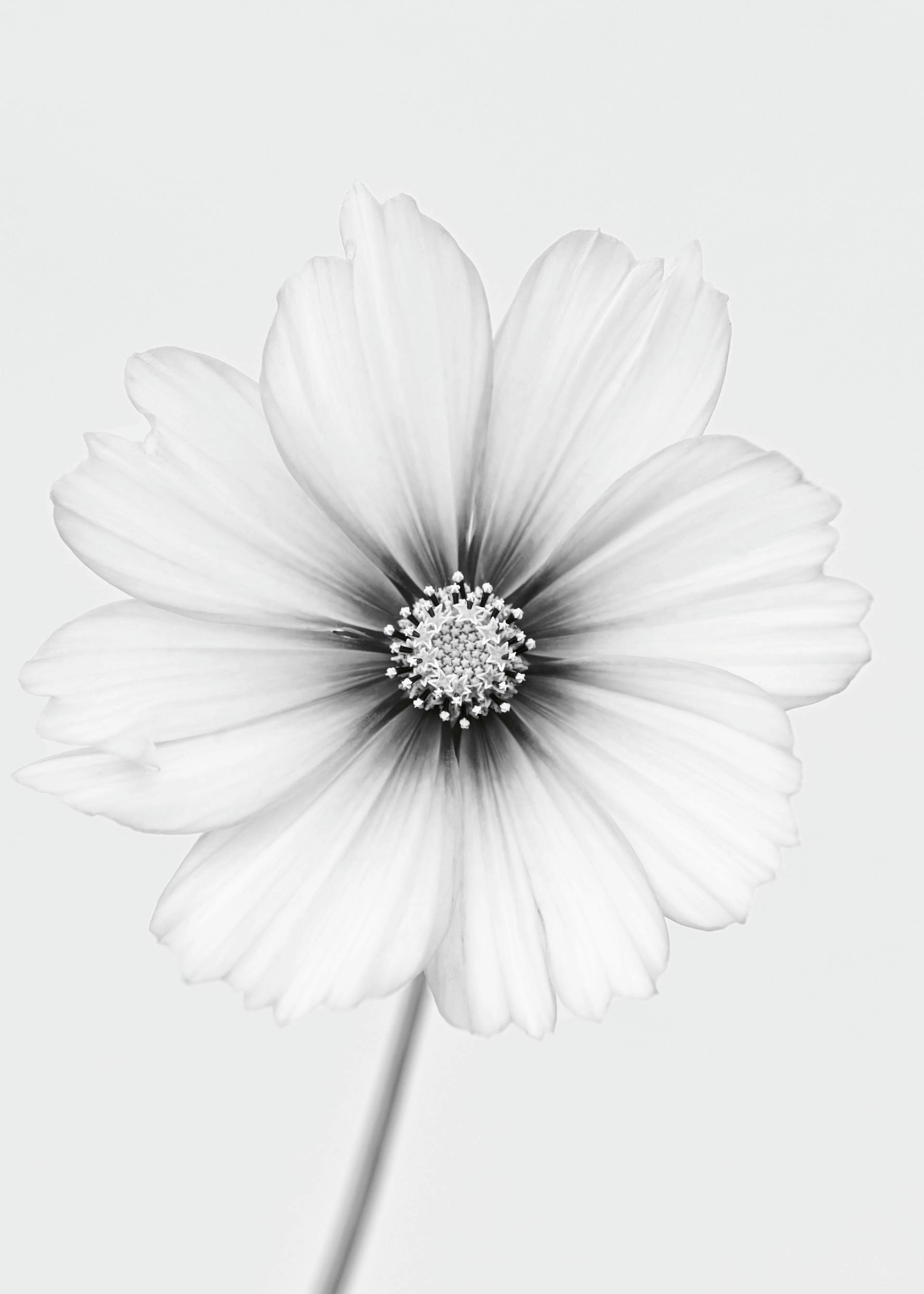 Lotte Grønkjær - Elegante Floración Cósmica Póster 0