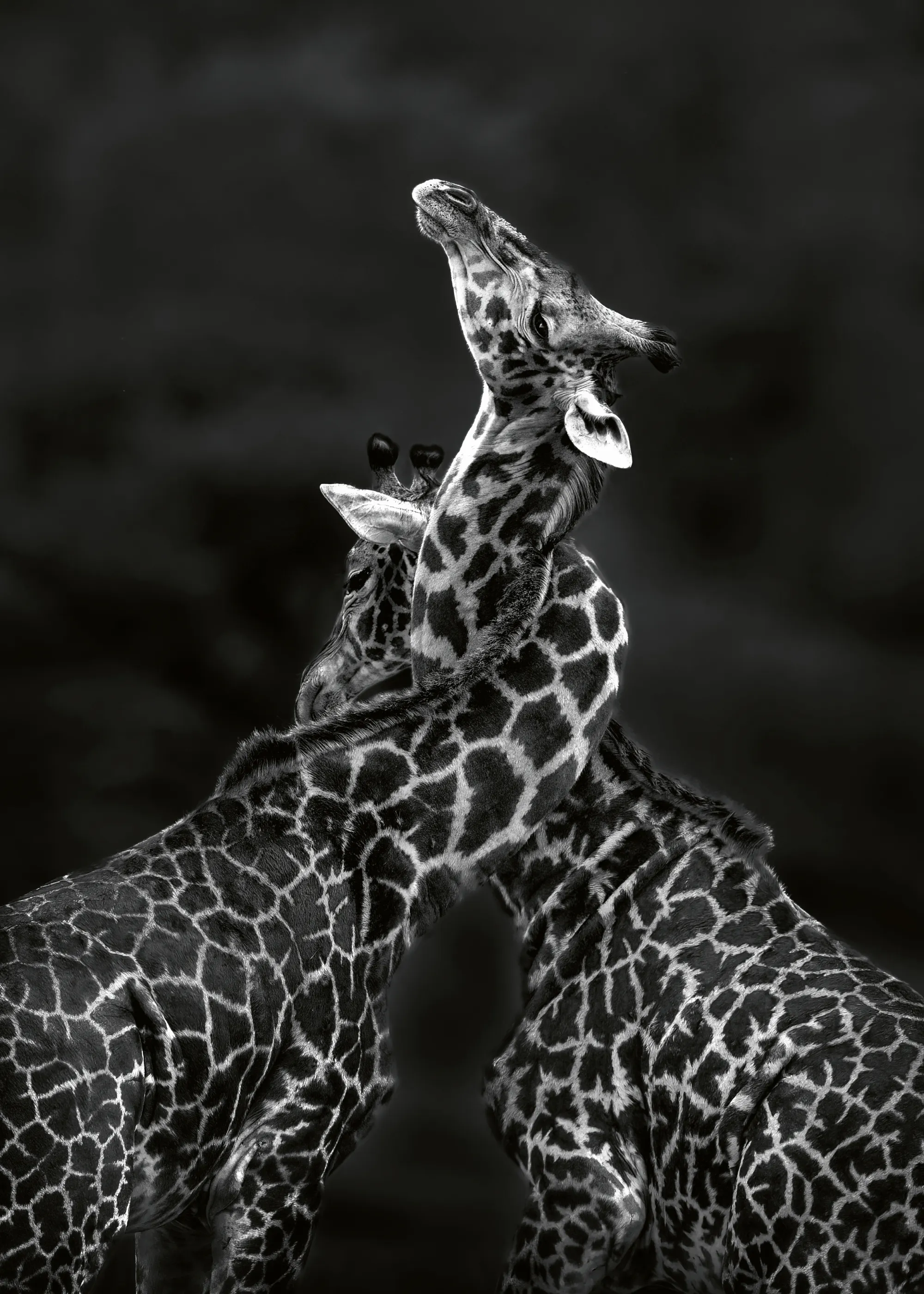 Joanna W - Liebevolle Giraffen-Umarmung Poster 0