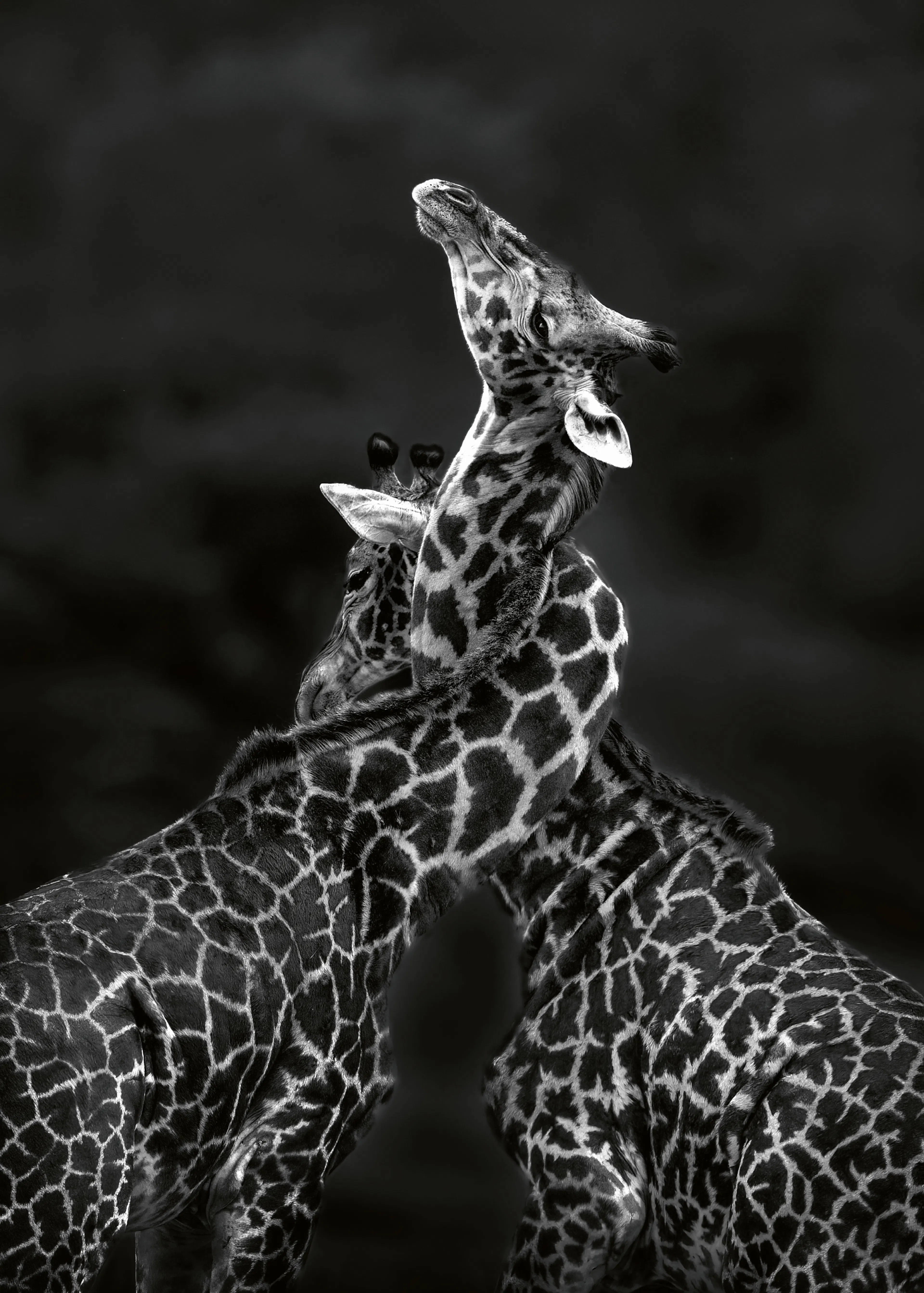 Joanna W - Liebevolle Giraffen-Umarmung Poster 0