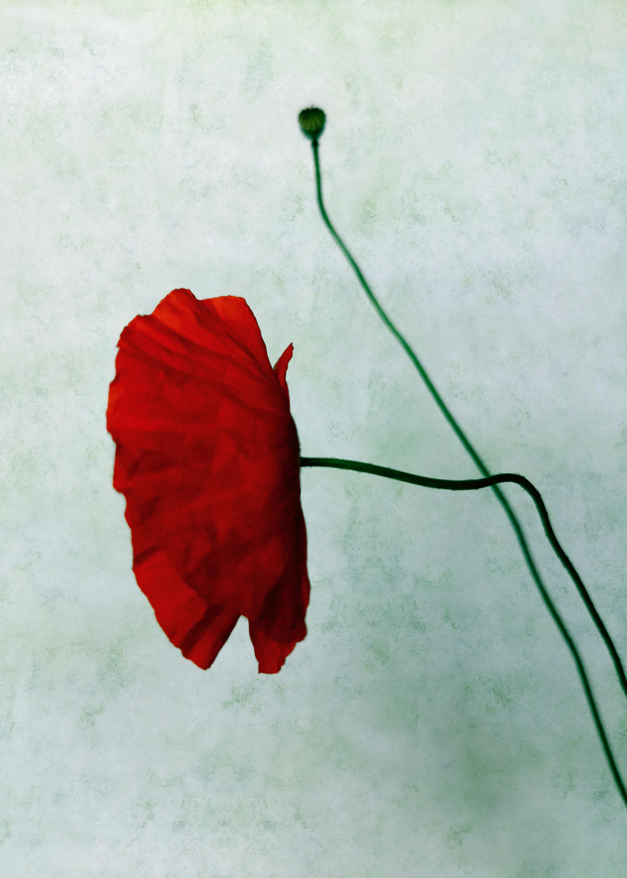 Angelo Cerantola - Red Poppy and Bud Poster 0