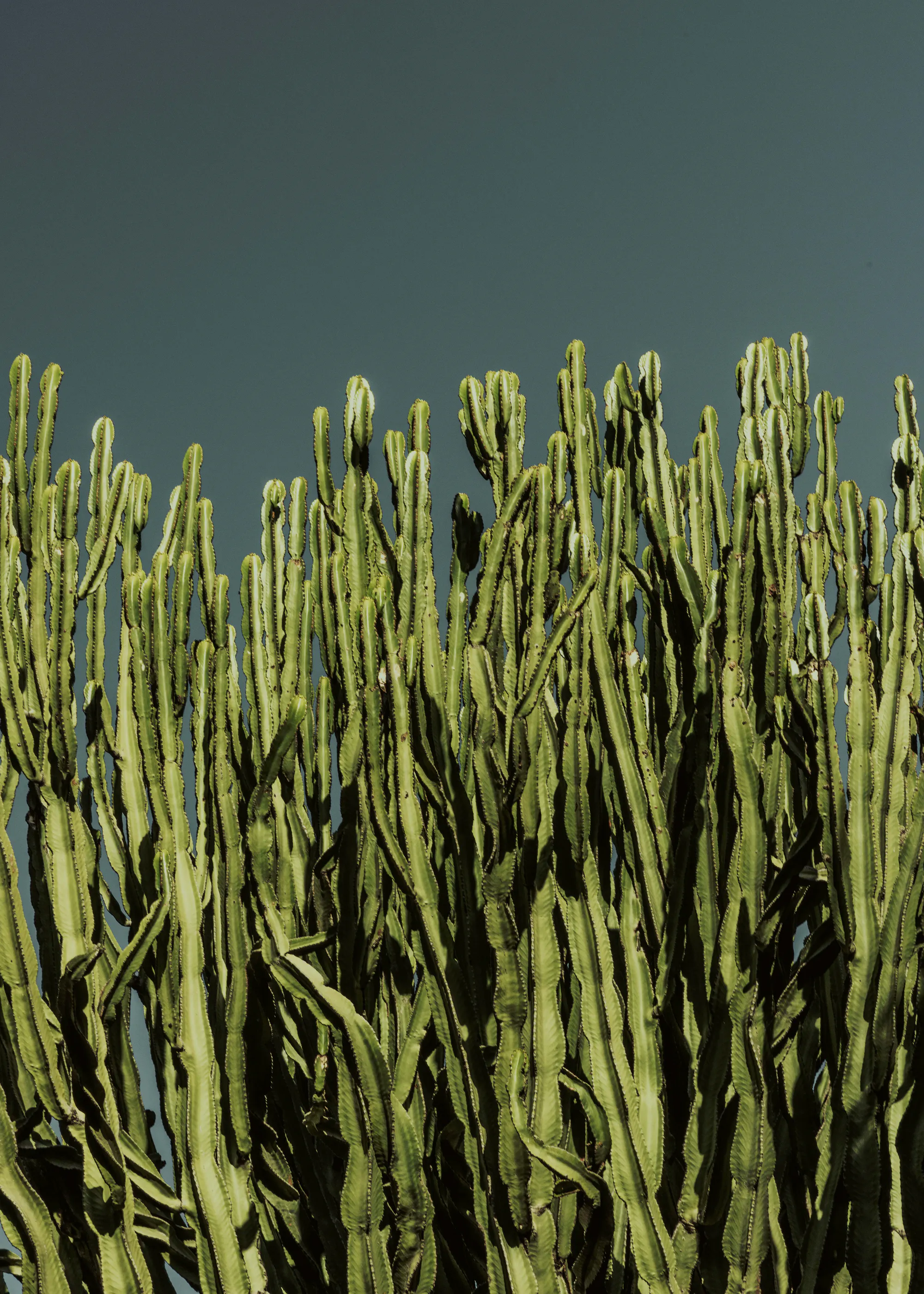 Mareike Böhmer - Cacti Poster 0