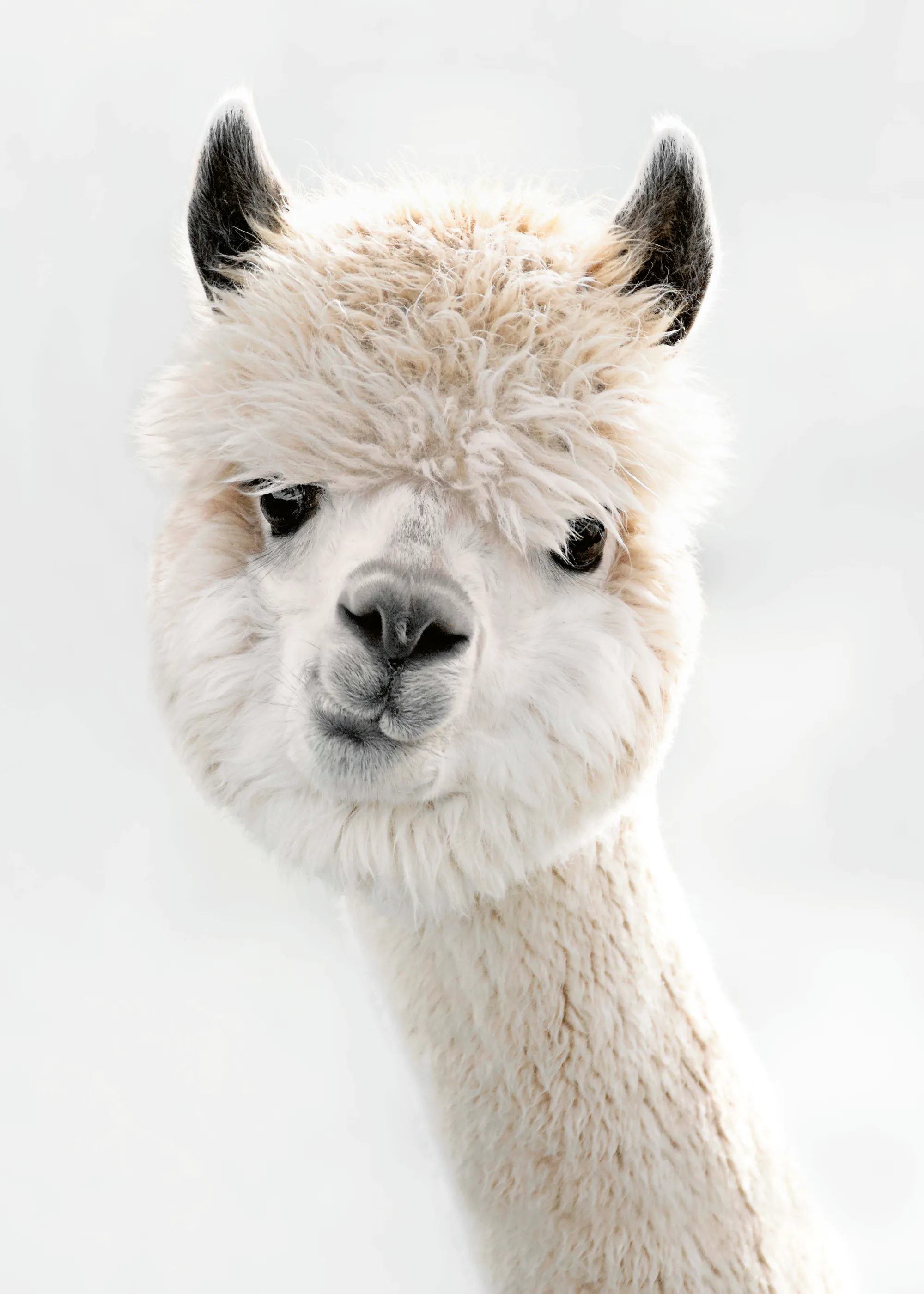 Monika Strigel - Peeky Alpaca Poster 0