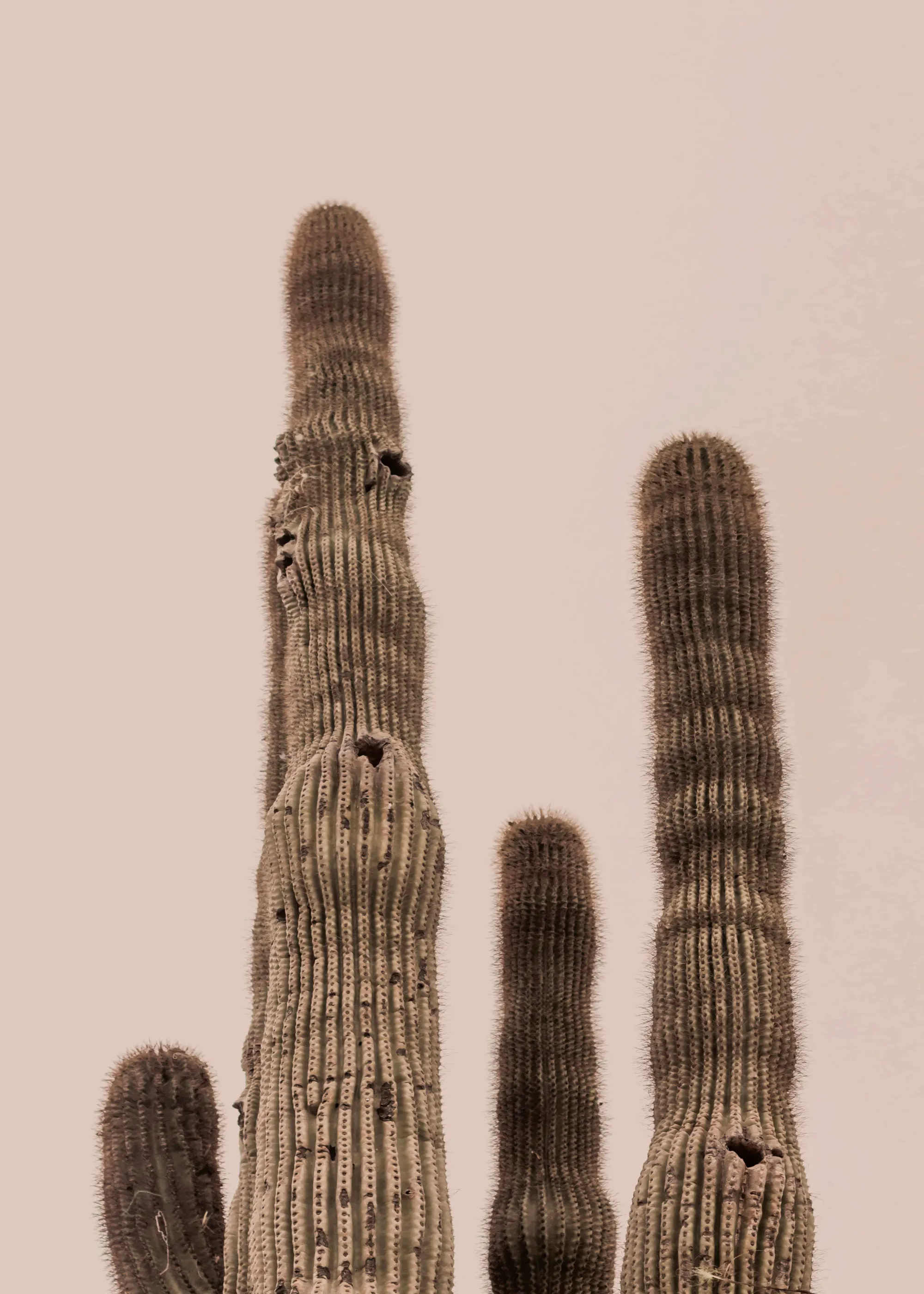 Stephanie Klatt - Tall Saguaro Cacti Poster 0