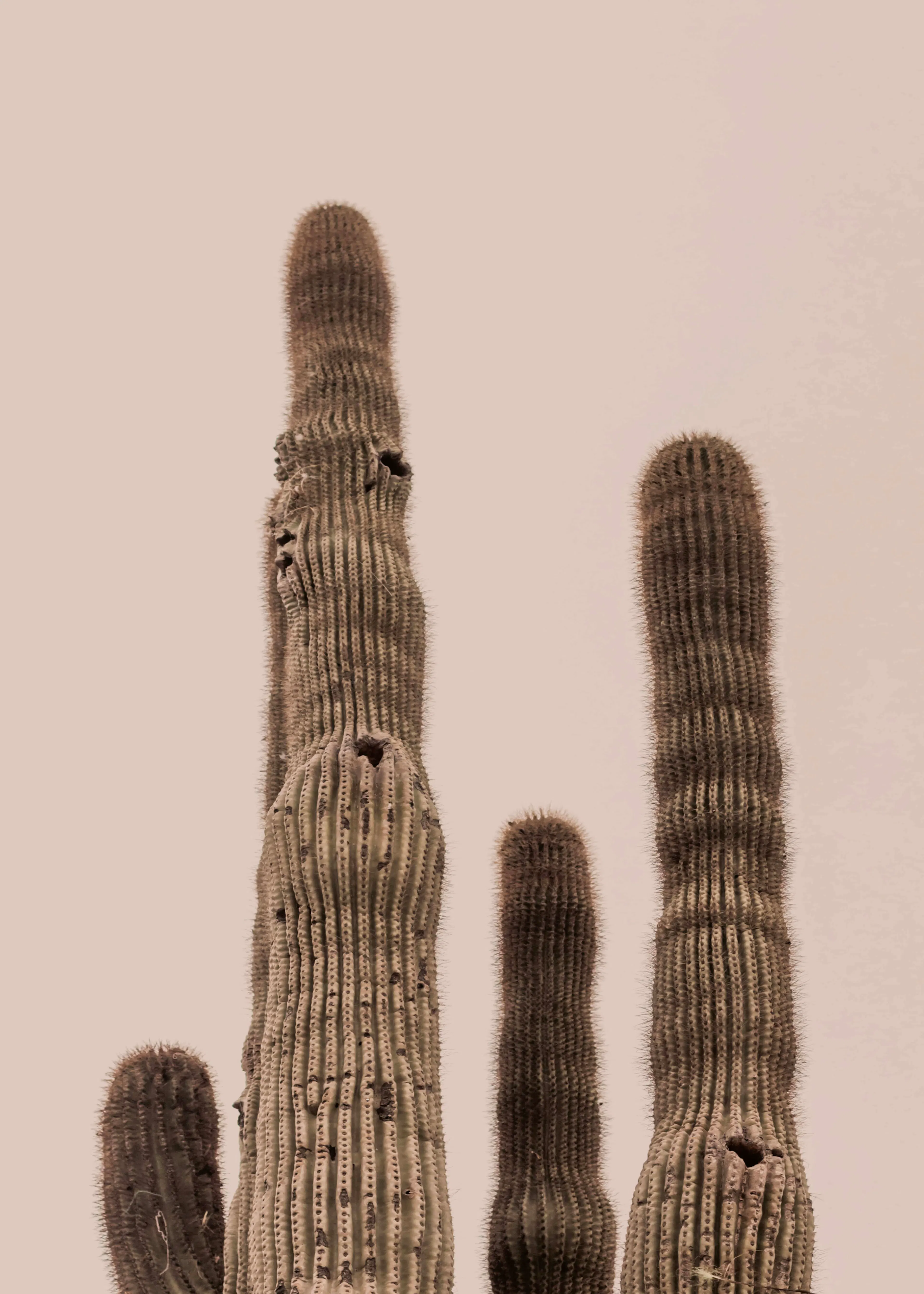 Stephanie Klatt - Tall Saguaro Cacti Poster 0