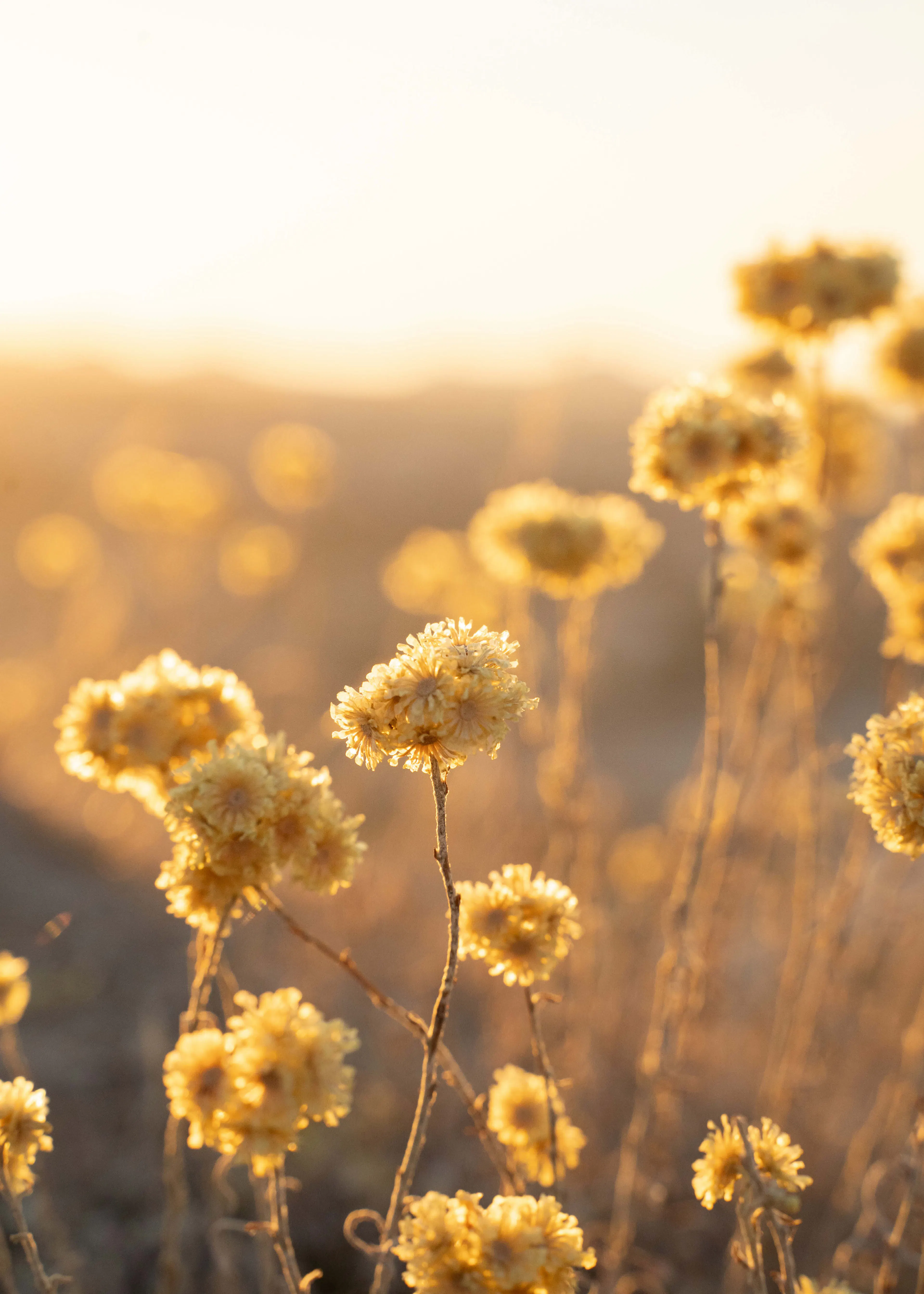 Henrike Schenk - Sunlit Wildflowers Poster 0