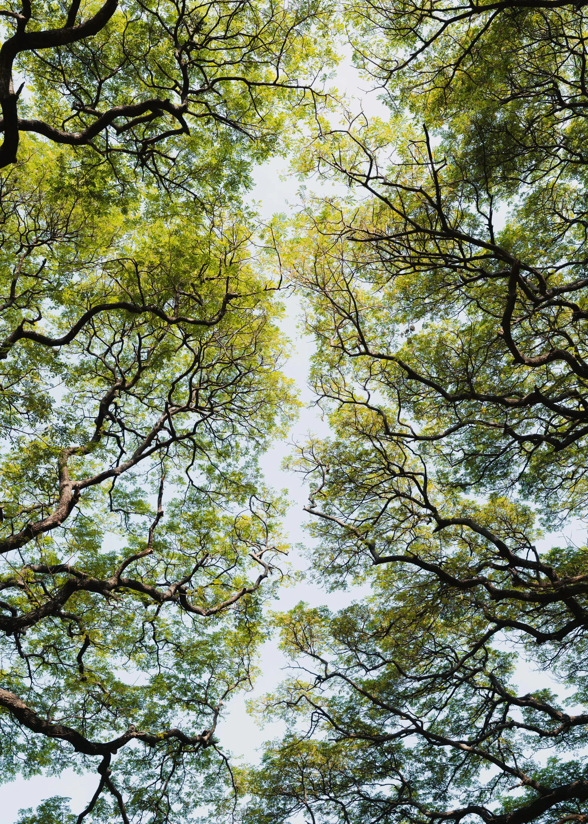 Photolovers - Lush Green Tree Canopy Poster 0