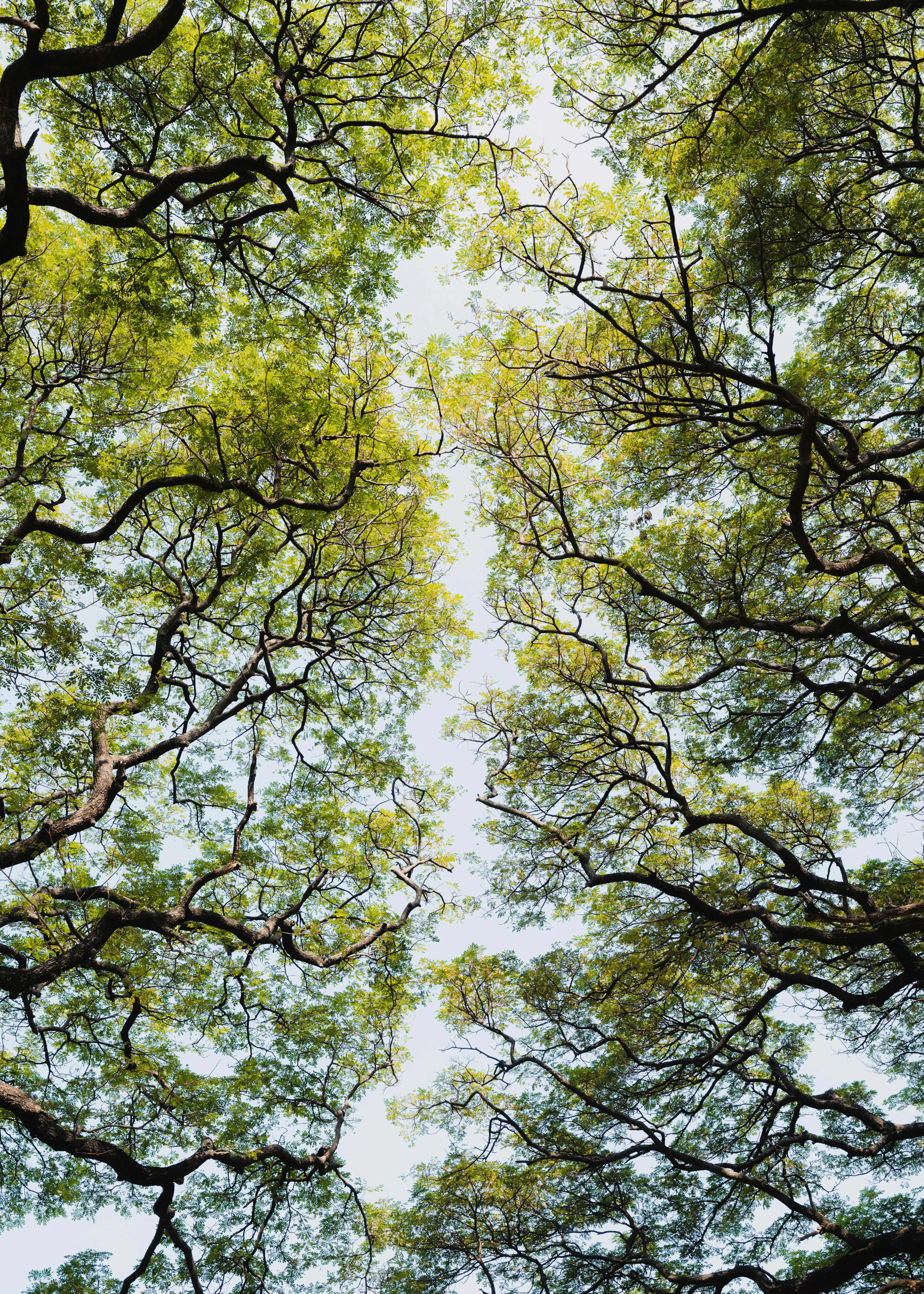 Photolovers - Lush Green Tree Canopy Poster 0