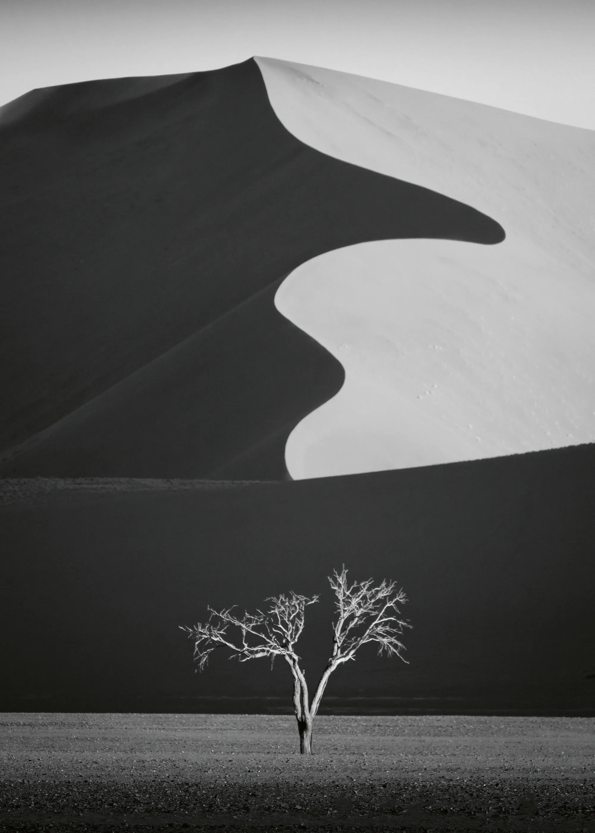 Yun Gong - Desert Dune Lone Tree Poster 0