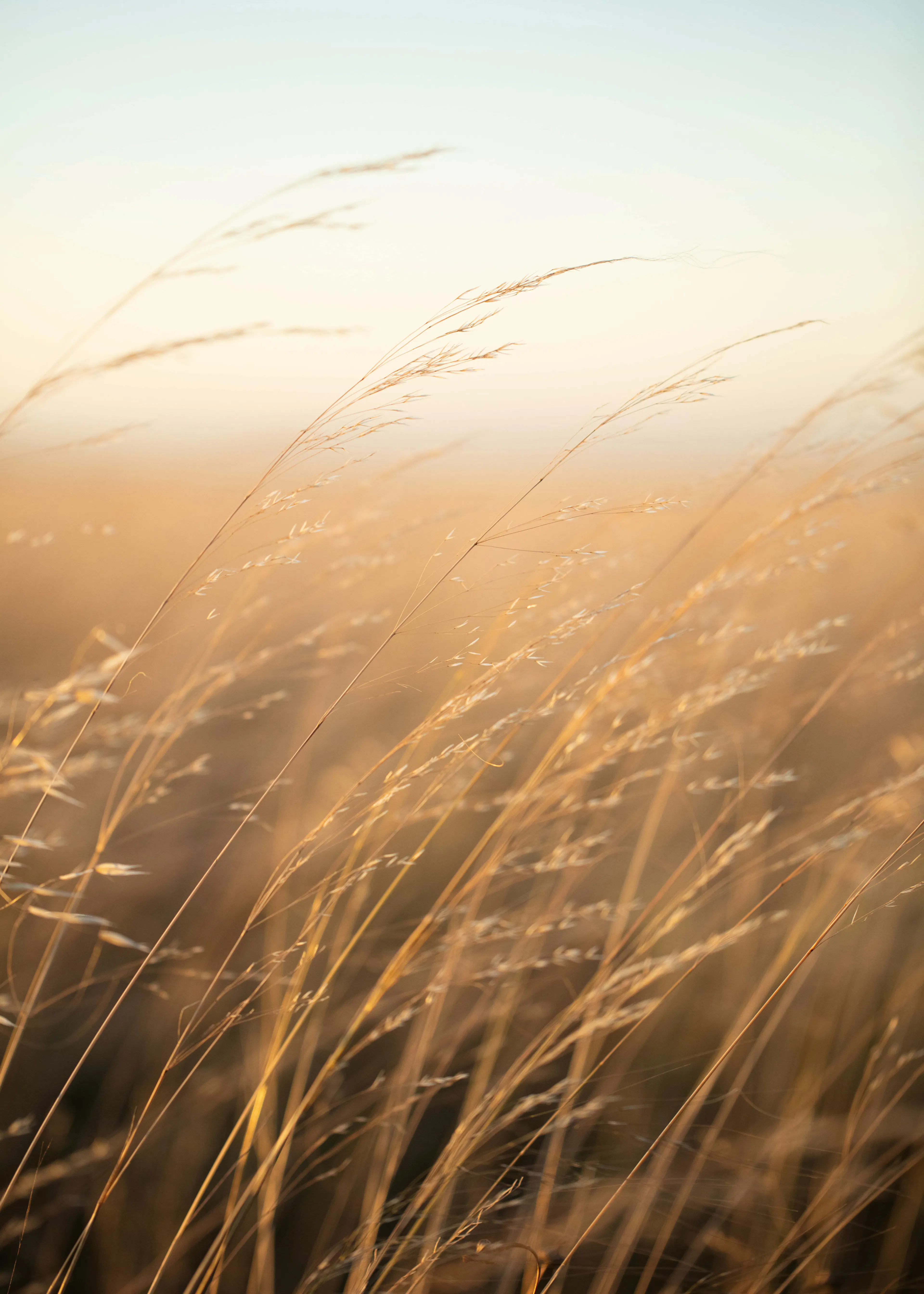 Javier Pardina - Golden Hour Grass Poster 0