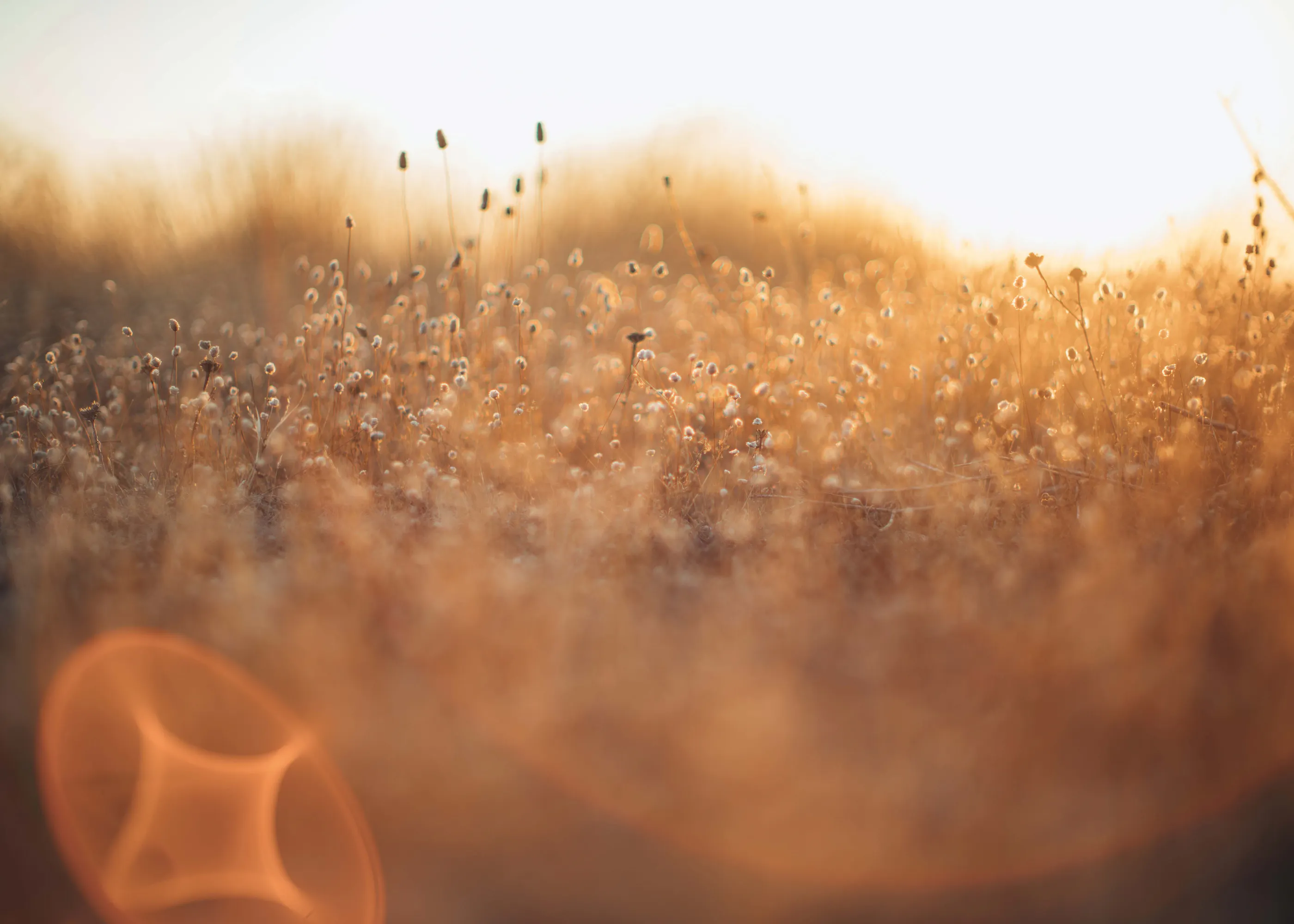 Javier Pardina - Golden Meadow Light Poster 0
