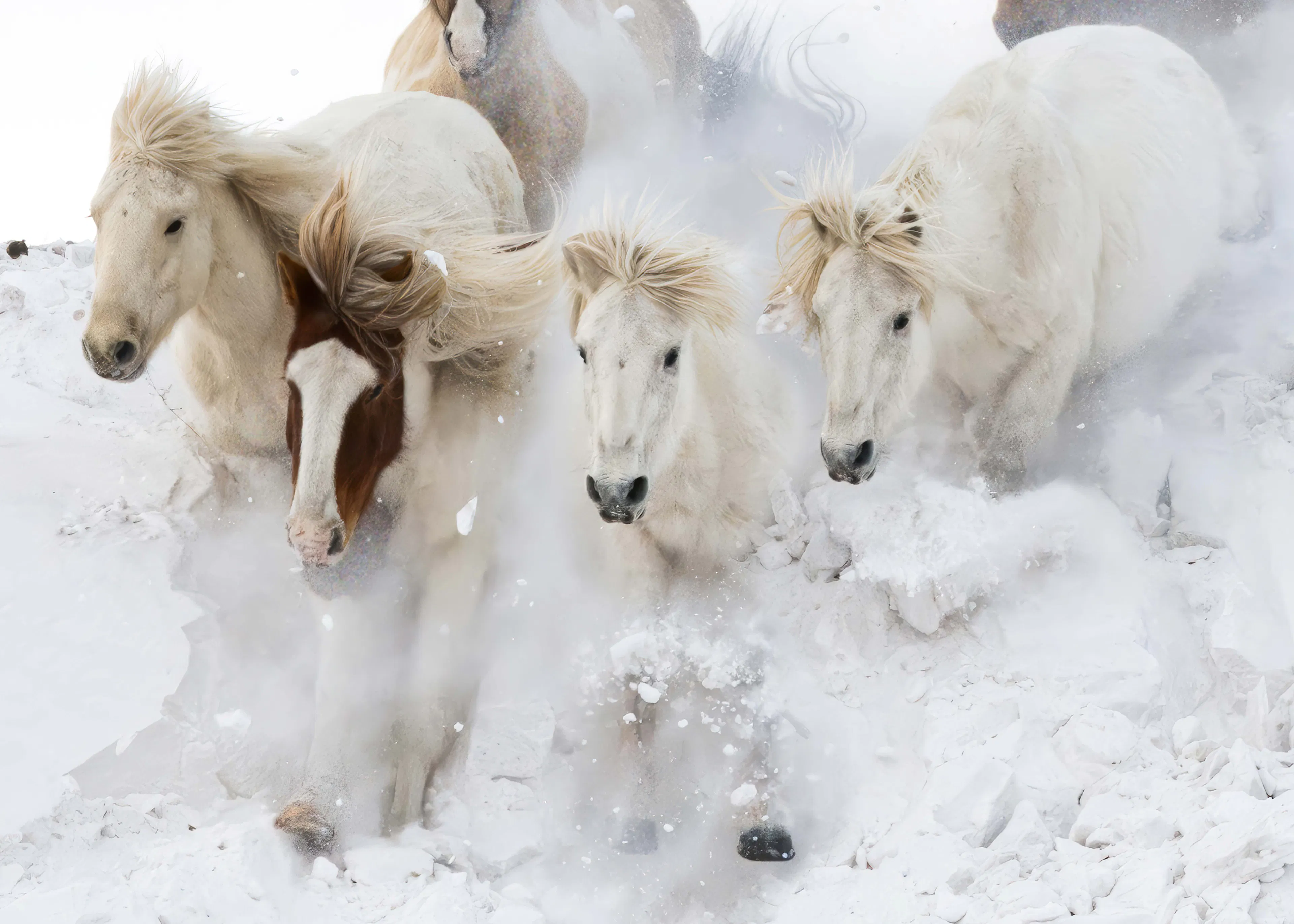 Songlin Xu - Racing down the snow hill Poster 0
