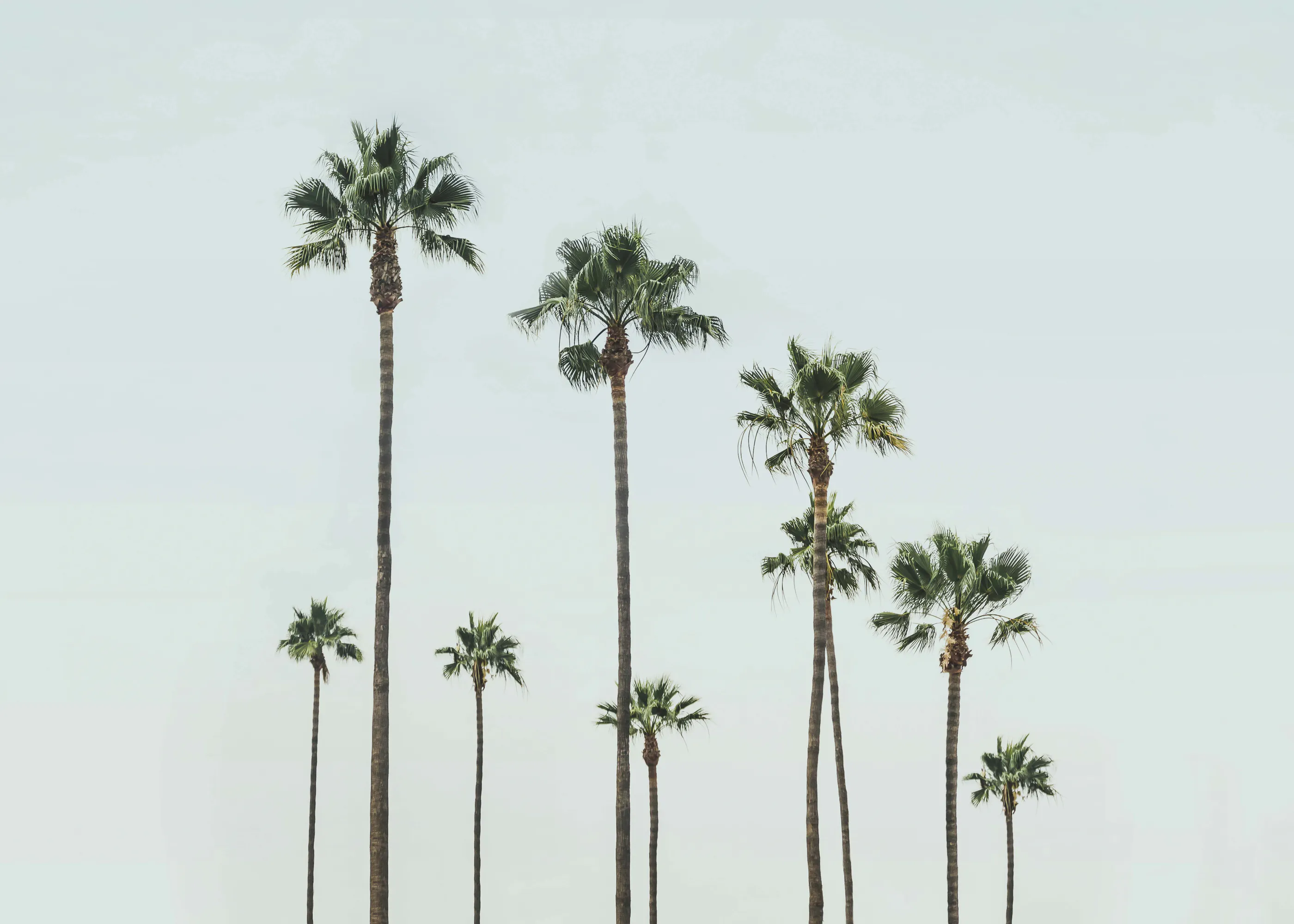 Kathrin Pienaar - Cali Palms Poster 0