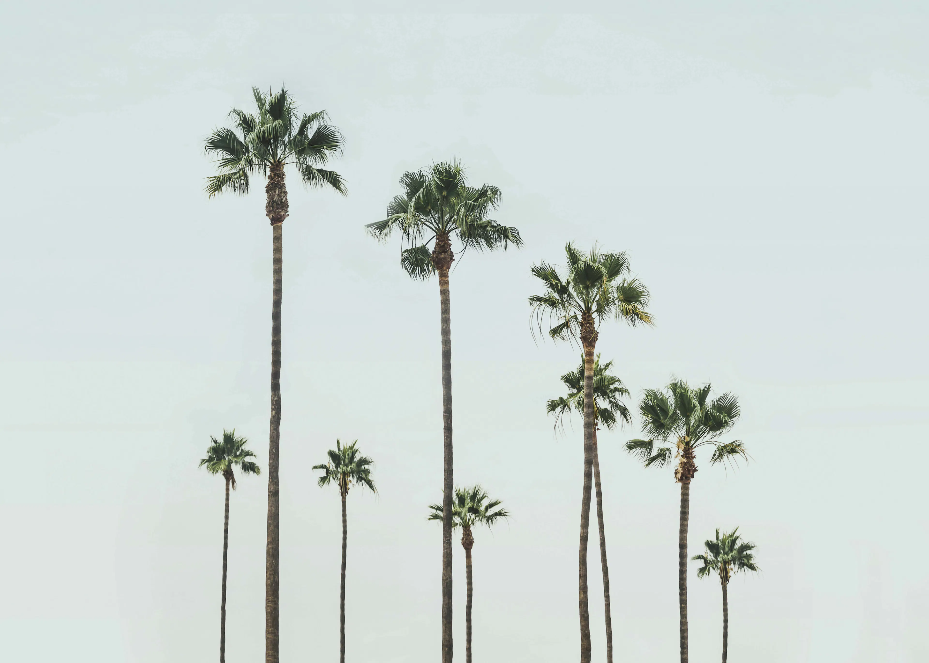 Kathrin Pienaar - Cali Palms Poster 0
