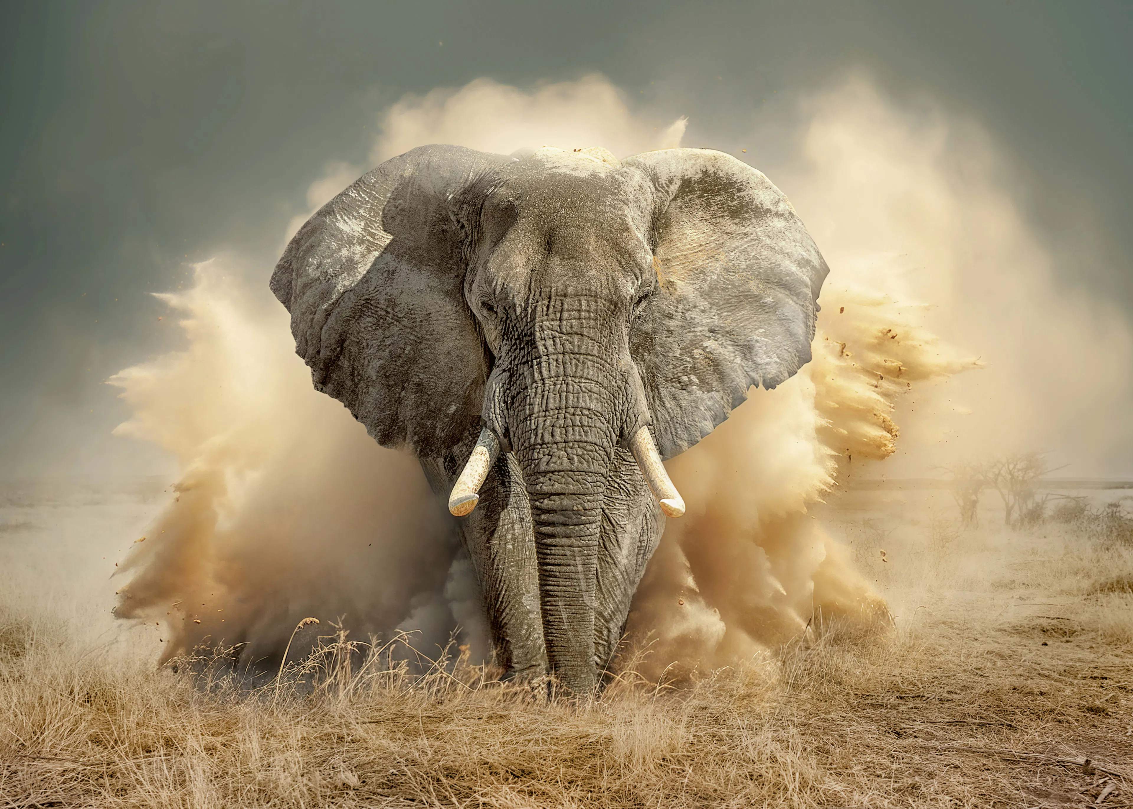 Marcel Egger - Powerful Elephant Dust Cloud Poster 0