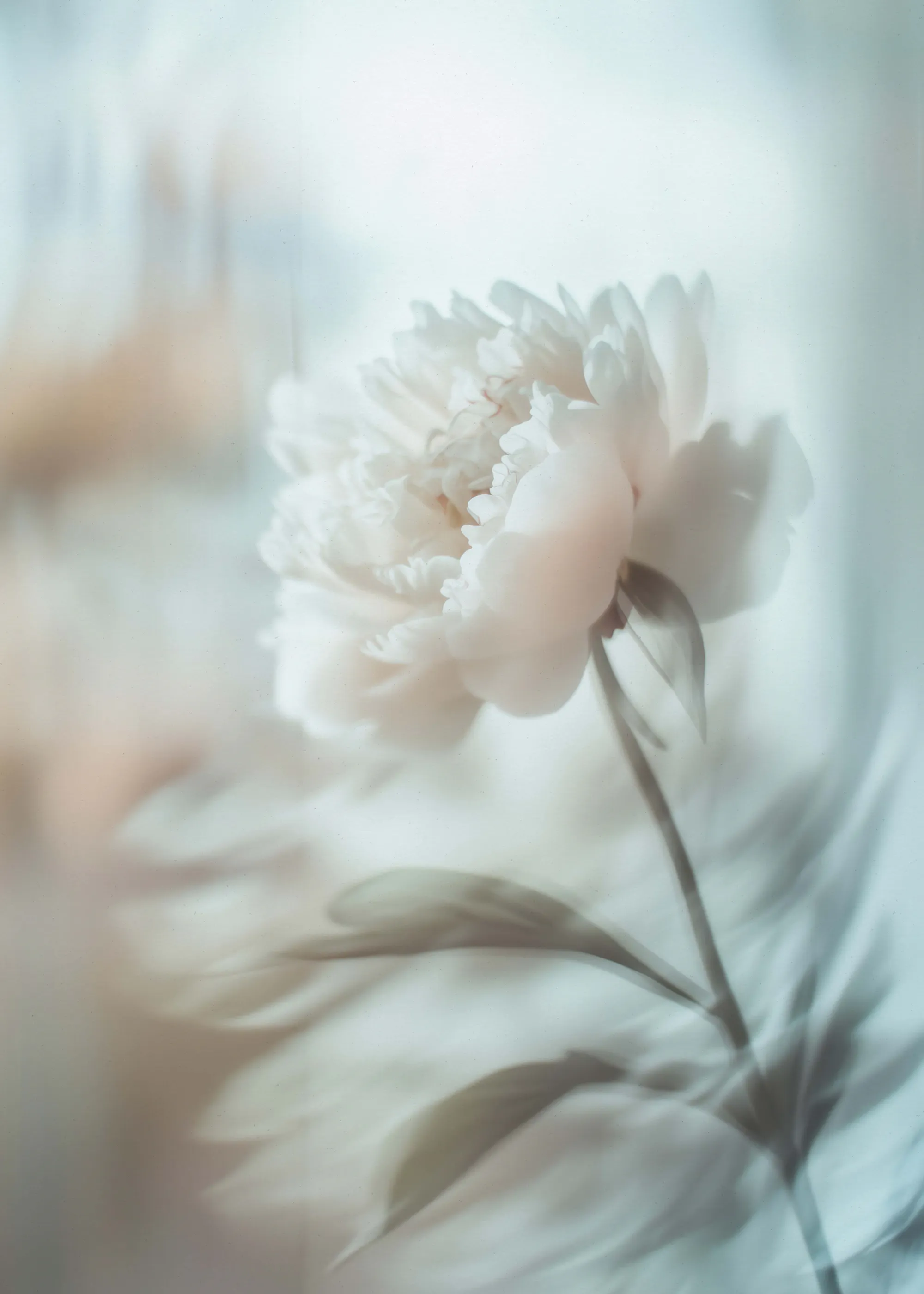 Treechild - Bloom sway Poster 0