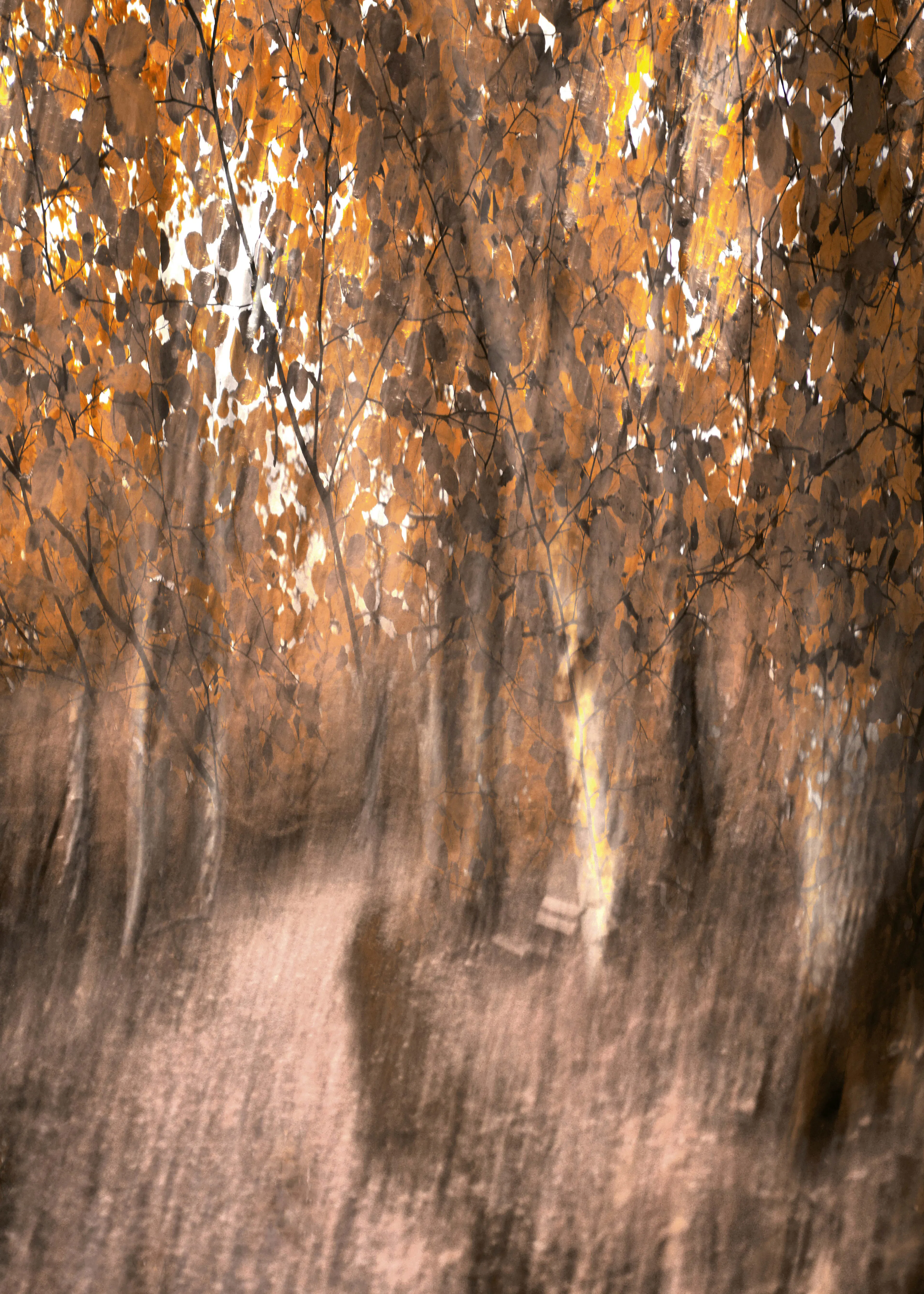 Christina Sillen - Dreamy Autumn Forest Path Poster 0