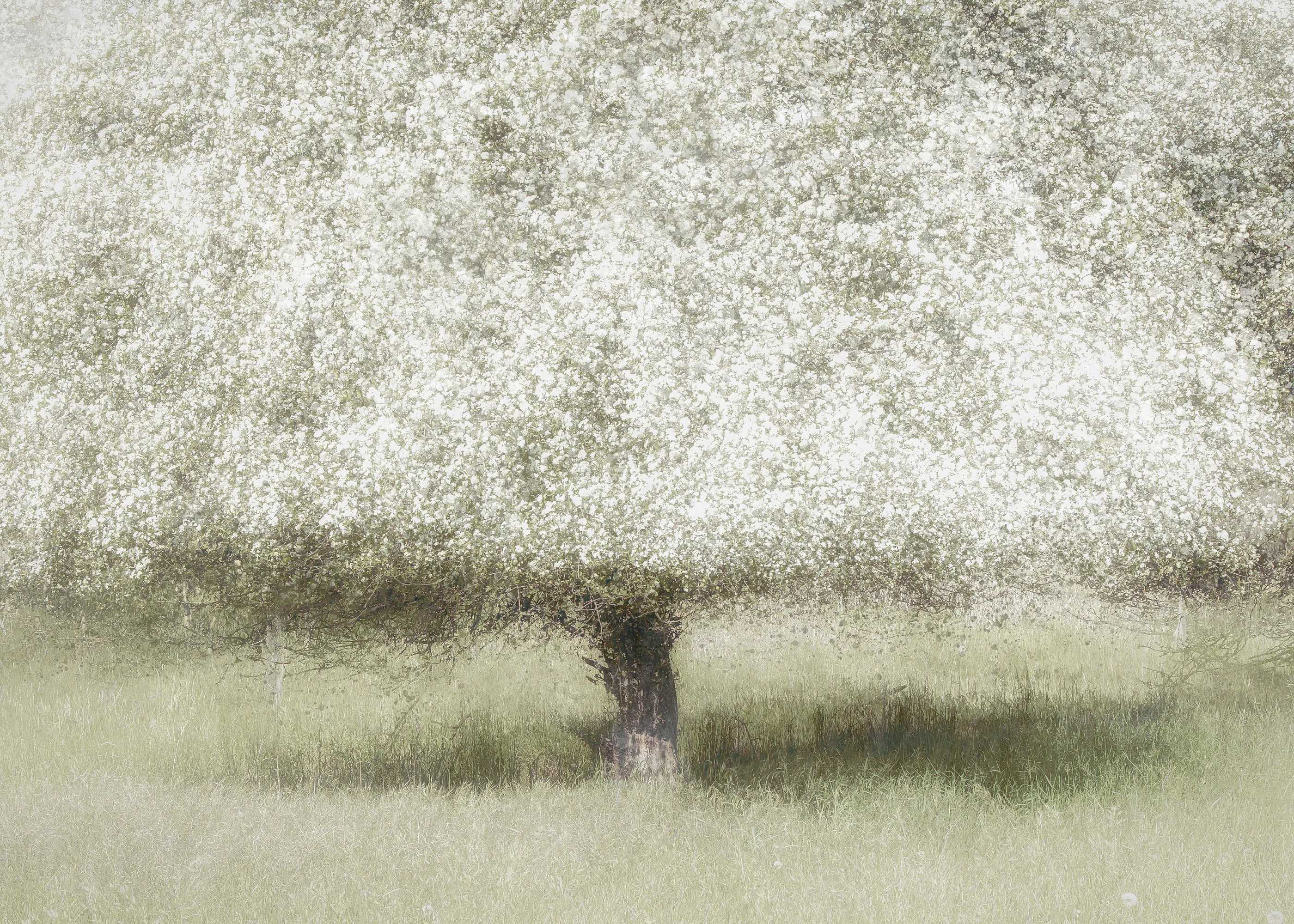 Nel Talen - In the backyard Poster 0